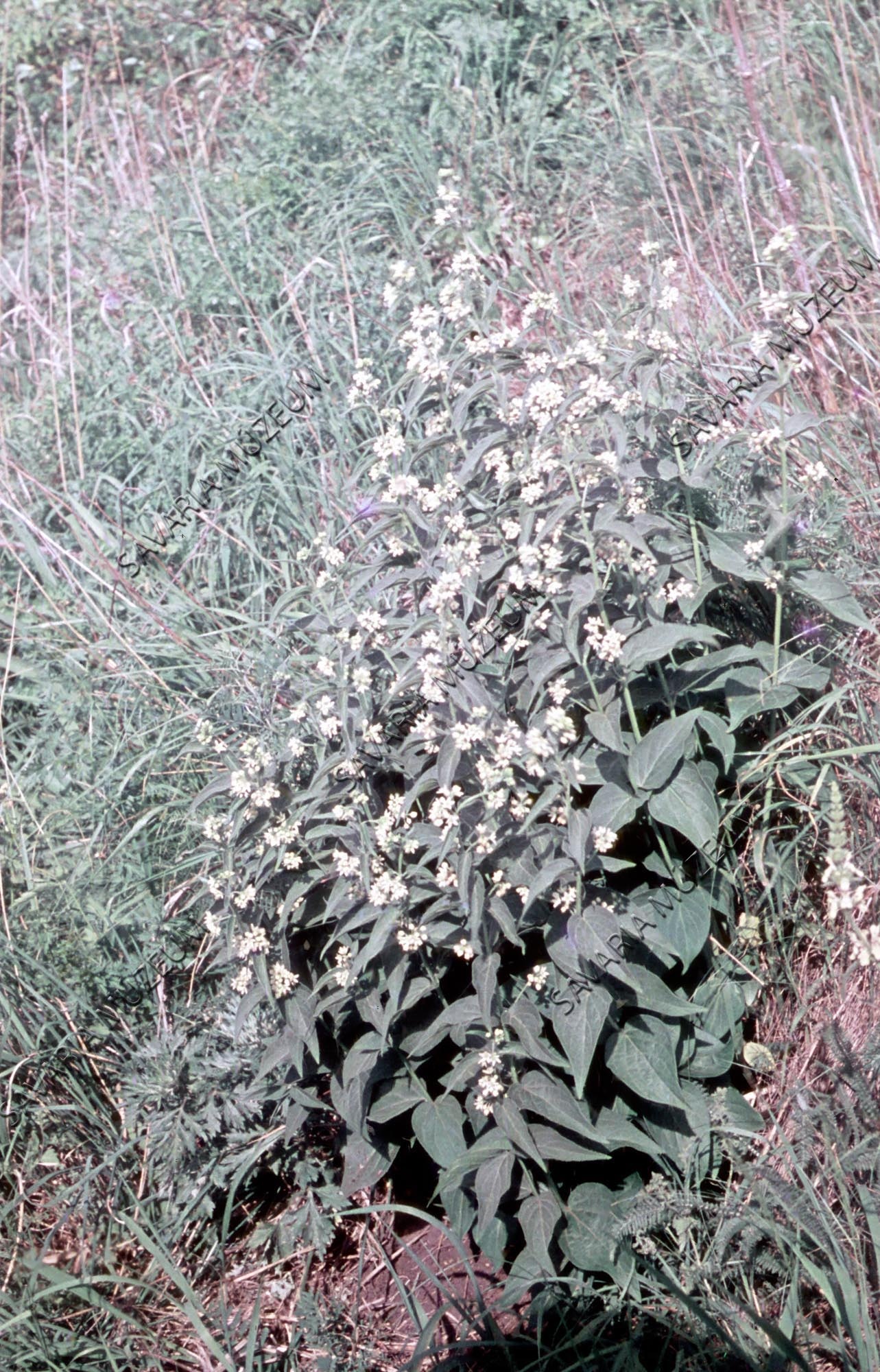Cynanchum vincetoxicum (Savaria Megyei Hatókörű Városi Múzeum, Szombathely CC BY-NC-SA)