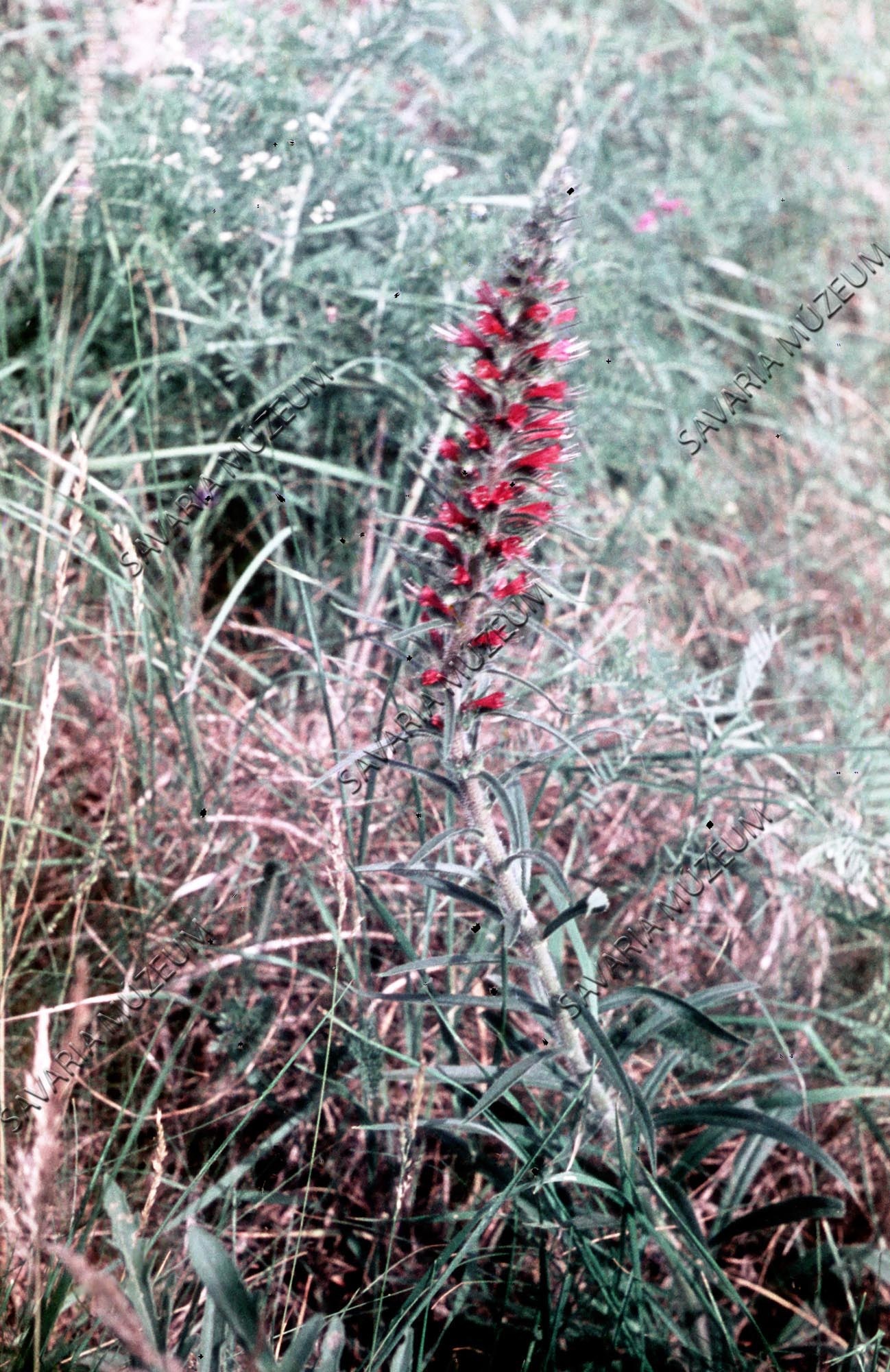 Echium rubrum (Savaria Megyei Hatókörű Városi Múzeum, Szombathely CC BY-NC-SA)