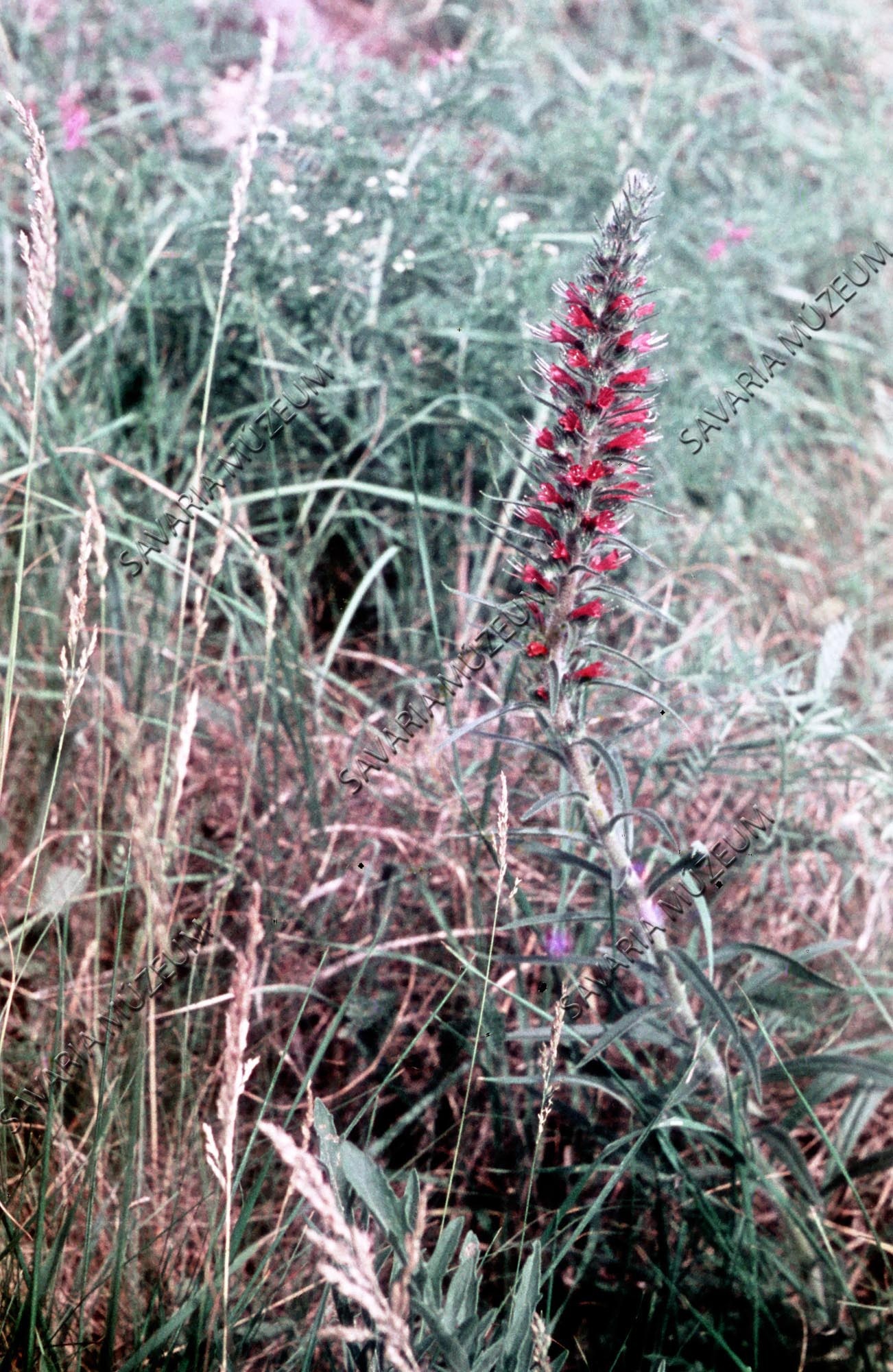 Echium rubrum (Savaria Megyei Hatókörű Városi Múzeum, Szombathely CC BY-NC-SA)