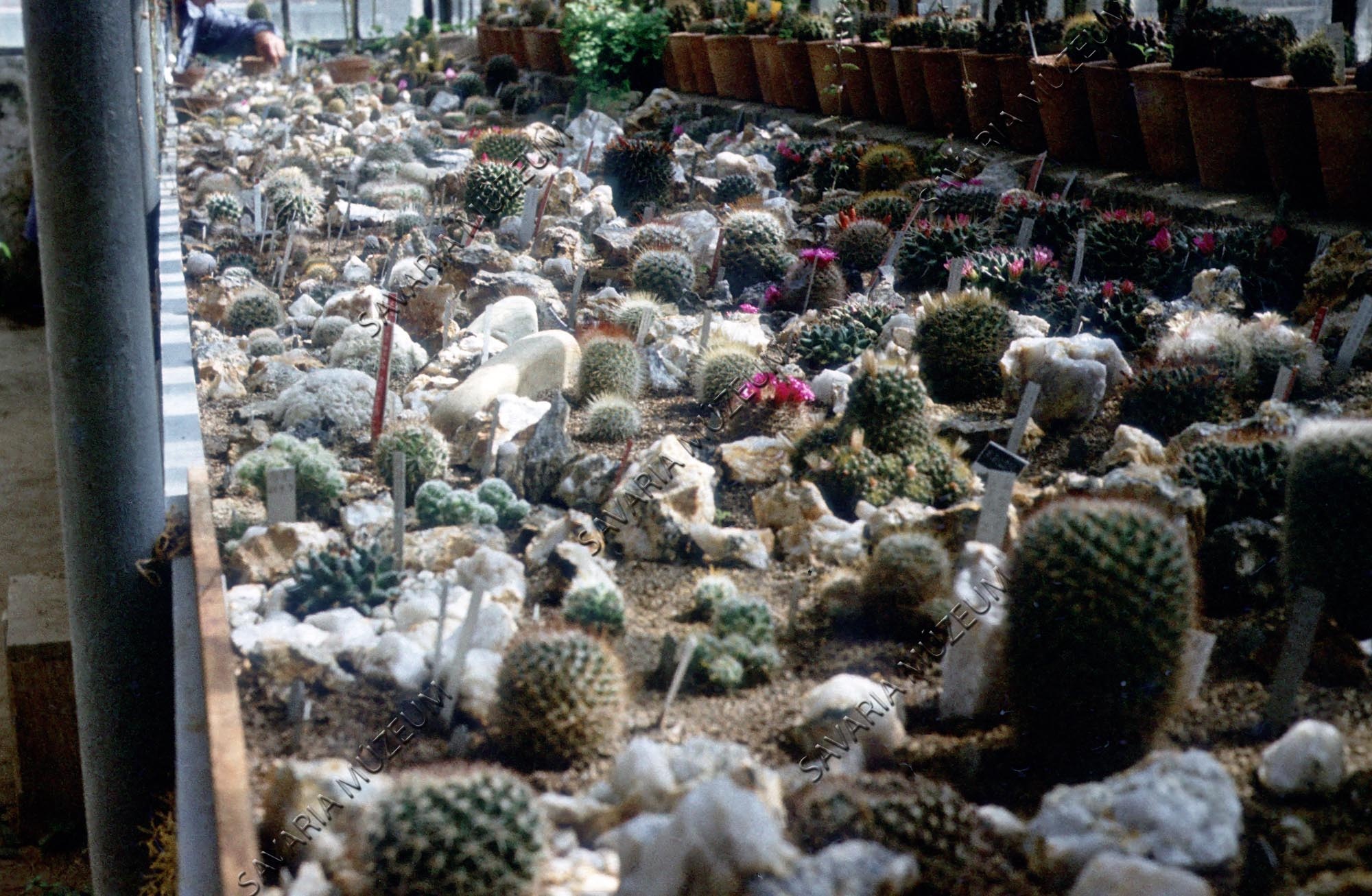 Kaktusz gyűjtemény (Savaria Megyei Hatókörű Városi Múzeum, Szombathely CC BY-NC-SA)