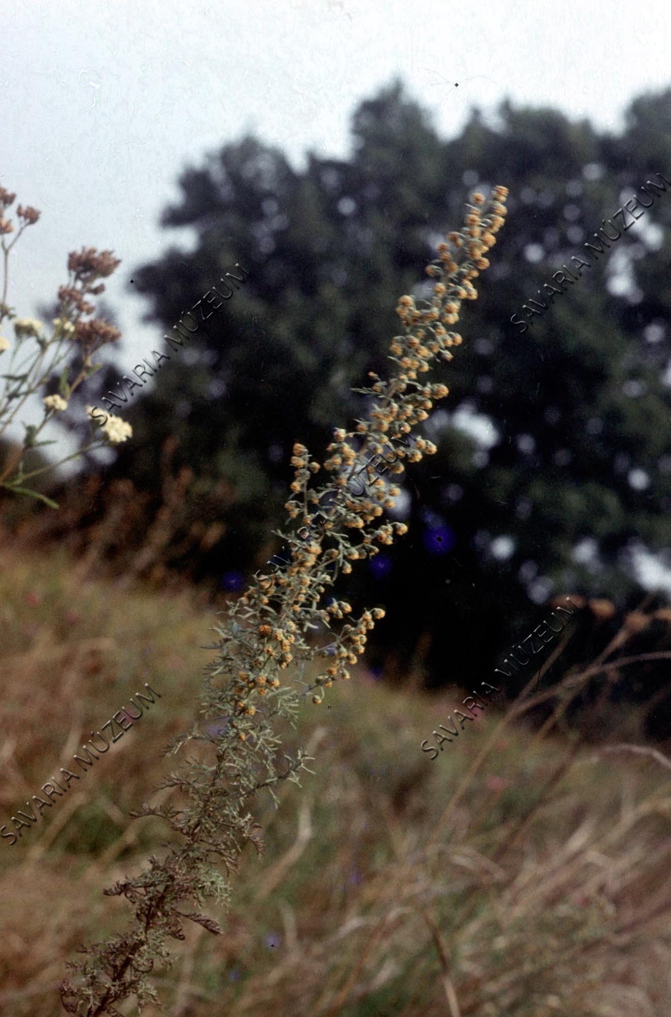 Artemisia pontica (Savaria Megyei Hatókörű Városi Múzeum, Szombathely CC BY-NC-SA)