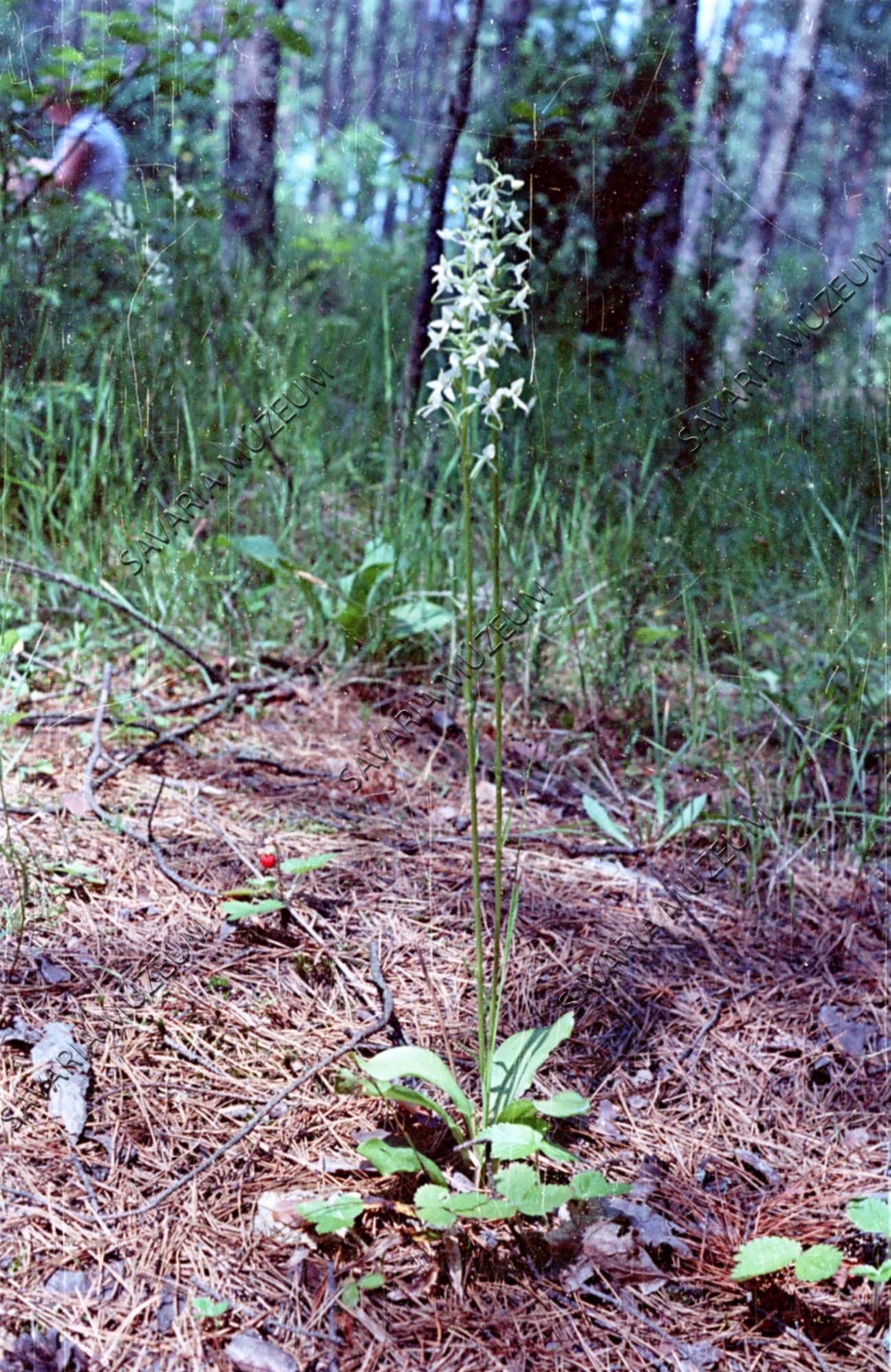 Platanthera bifolia (Savaria Megyei Hatókörű Városi Múzeum, Szombathely CC BY-NC-SA)