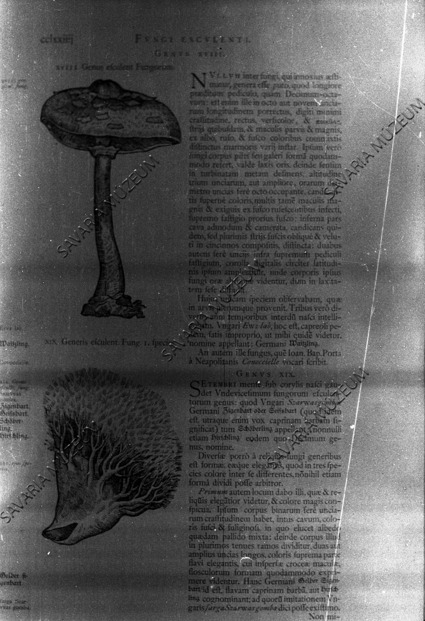 Fungorum… (Savaria Megyei Hatókörű Városi Múzeum, Szombathely CC BY-NC-SA)