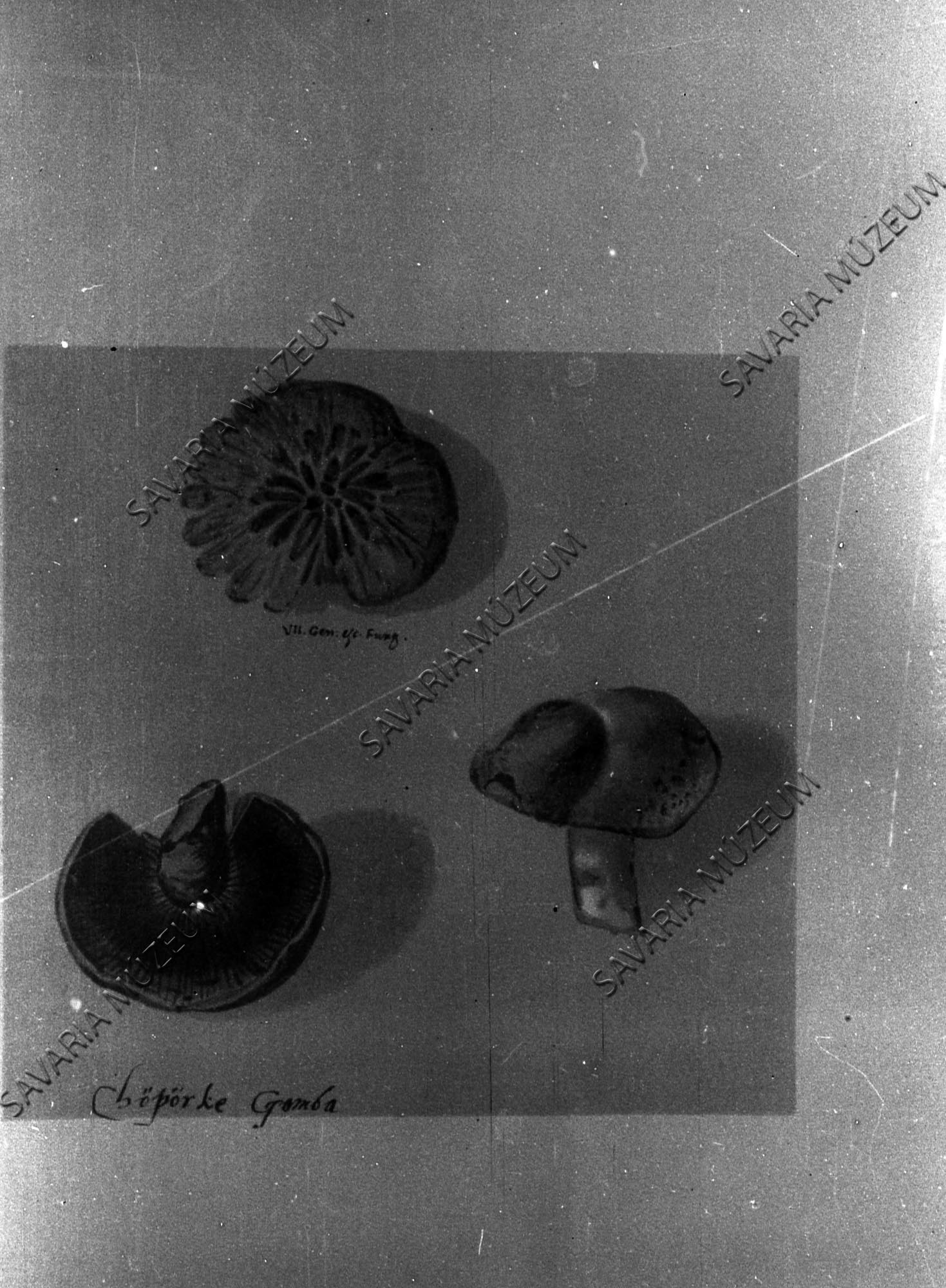 Fungorum… (Savaria Megyei Hatókörű Városi Múzeum, Szombathely CC BY-NC-SA)