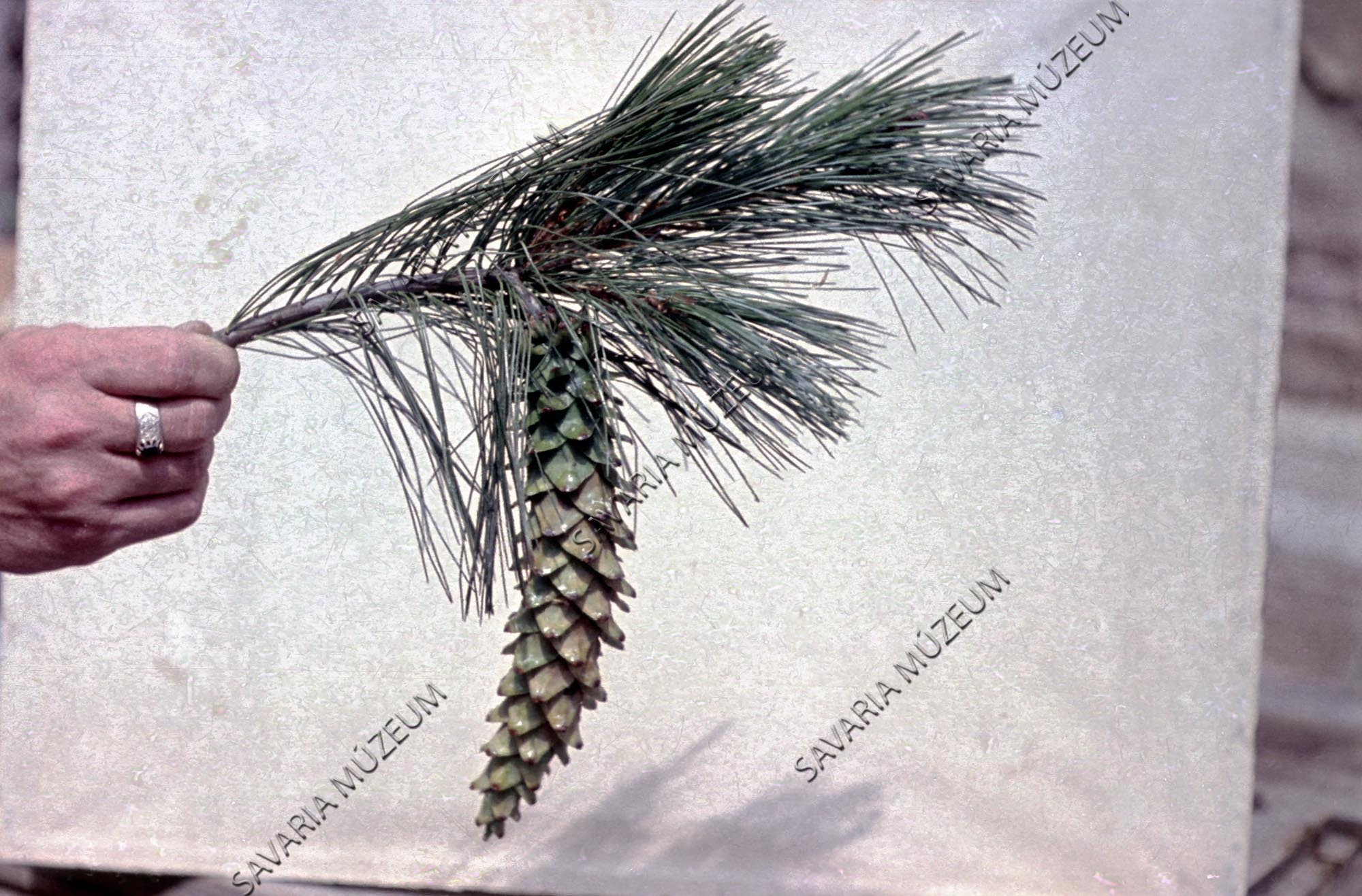 Pinus ayacahuite Dr. Folly Gyula kertjéből (Savaria Megyei Hatókörű Városi Múzeum, Szombathely CC BY-NC-SA)
