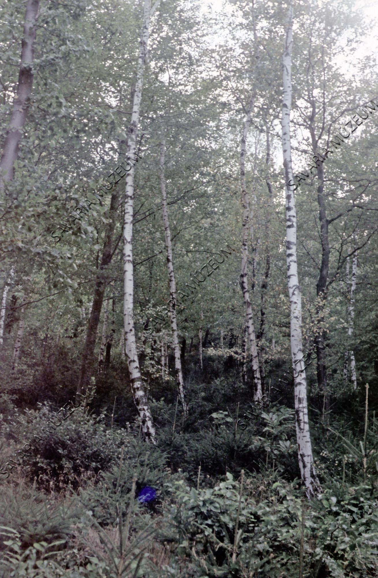 Nyíres erdő (Savaria Megyei Hatókörű Városi Múzeum, Szombathely CC BY-NC-SA)