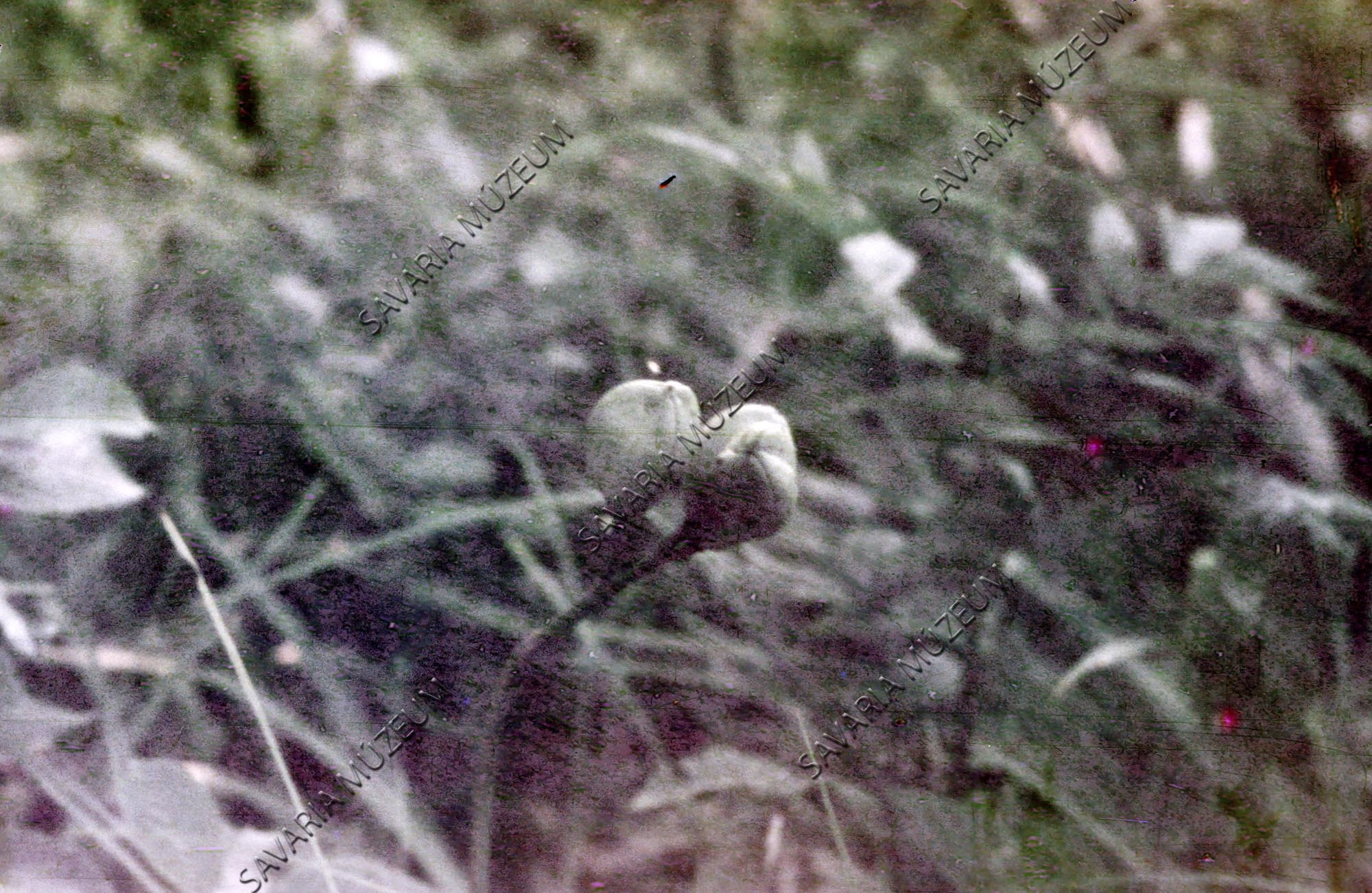 Hemerocallis lilioasphodelus termés az Öregréti völgy közepe táján, Berberis vulgaris mellette (Savaria Megyei Hatókörű Városi Múzeum, Szombathely CC BY-NC-SA)