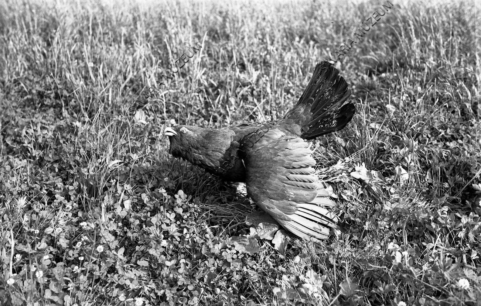 Fajd kakas (Savaria Megyei Hatókörű Városi Múzeum, Szombathely CC BY-NC-SA)