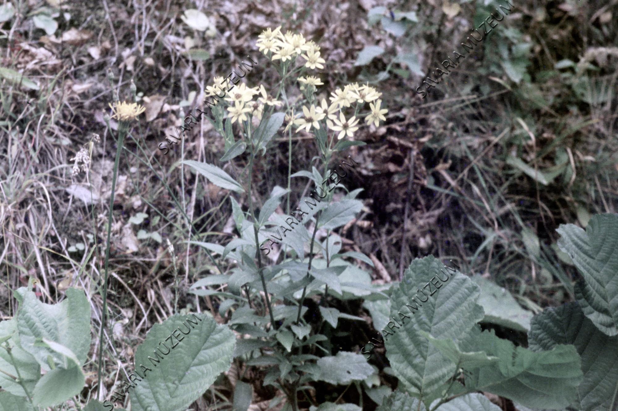 Senecio nemorensis ssp. fuchsii (Savaria Megyei Hatókörű Városi Múzeum, Szombathely CC BY-NC-SA)