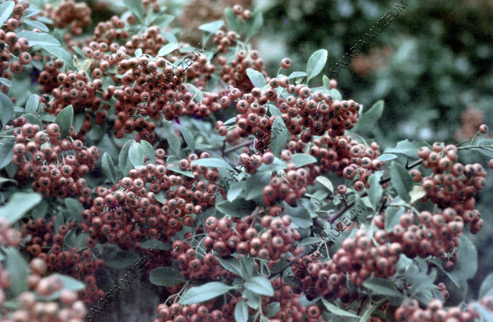 Pyracantha coccinea (Savaria Megyei Hatókörű Városi Múzeum, Szombathely CC BY-NC-SA)