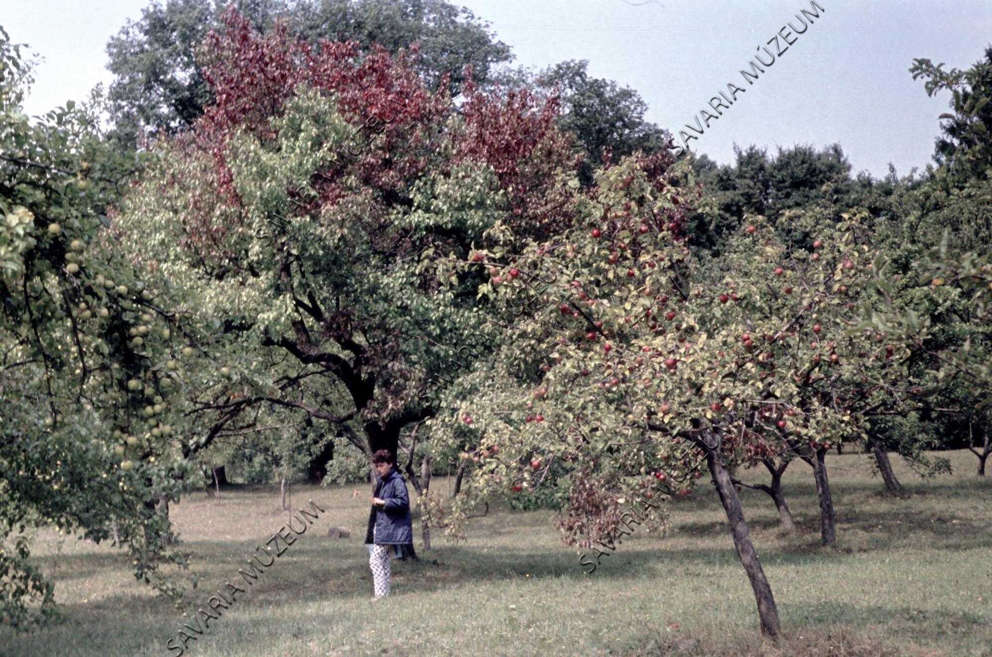Gyümölcsös (Savaria Megyei Hatókörű Városi Múzeum, Szombathely CC BY-NC-SA)