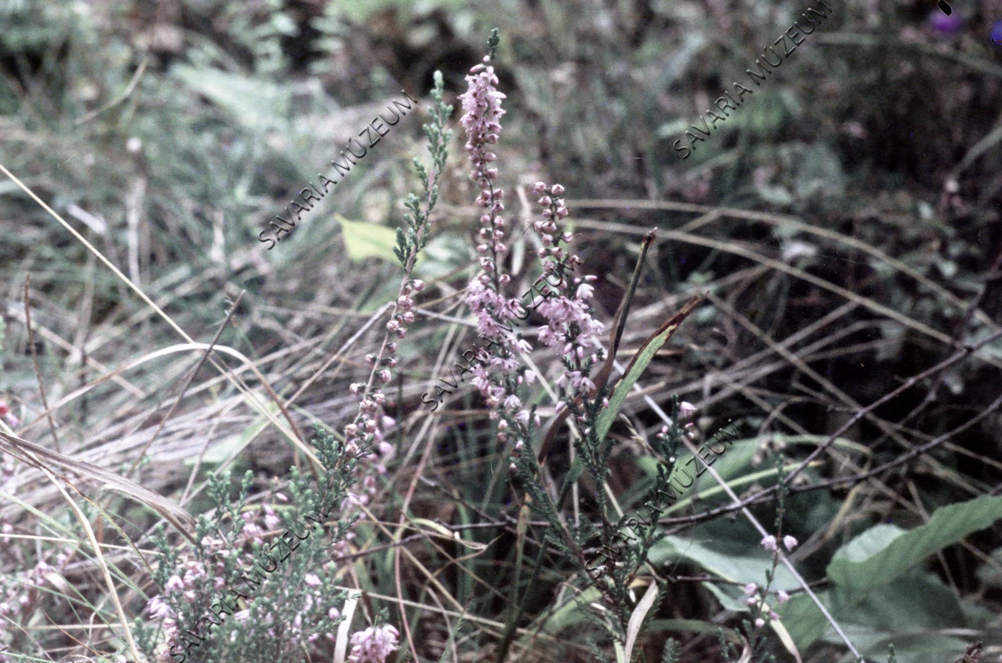 Calluna vulgaris (Savaria Megyei Hatókörű Városi Múzeum, Szombathely CC BY-NC-SA)