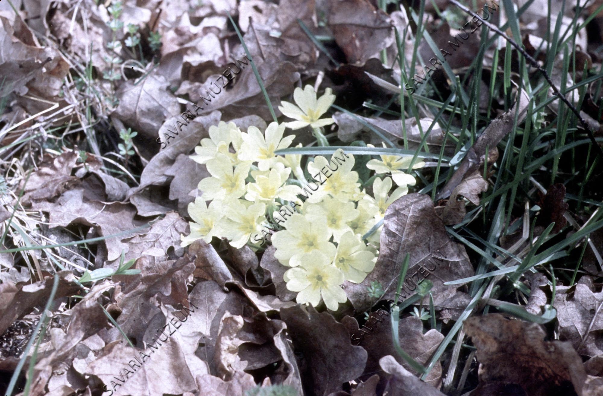 Primula vulgaris (Savaria Megyei Hatókörű Városi Múzeum, Szombathely CC BY-NC-SA)
