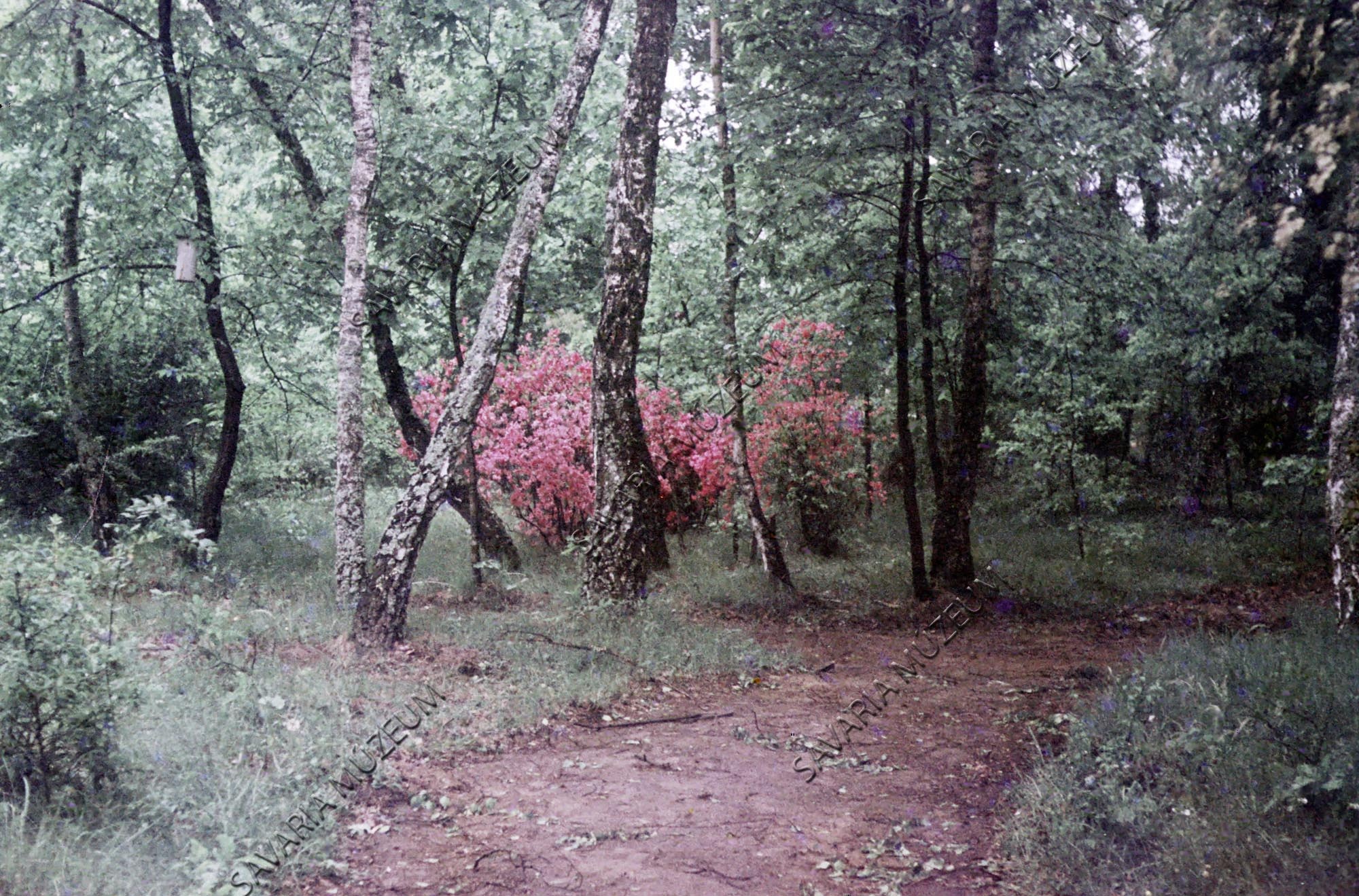 Arborétum részlet (Savaria Megyei Hatókörű Városi Múzeum, Szombathely CC BY-NC-SA)