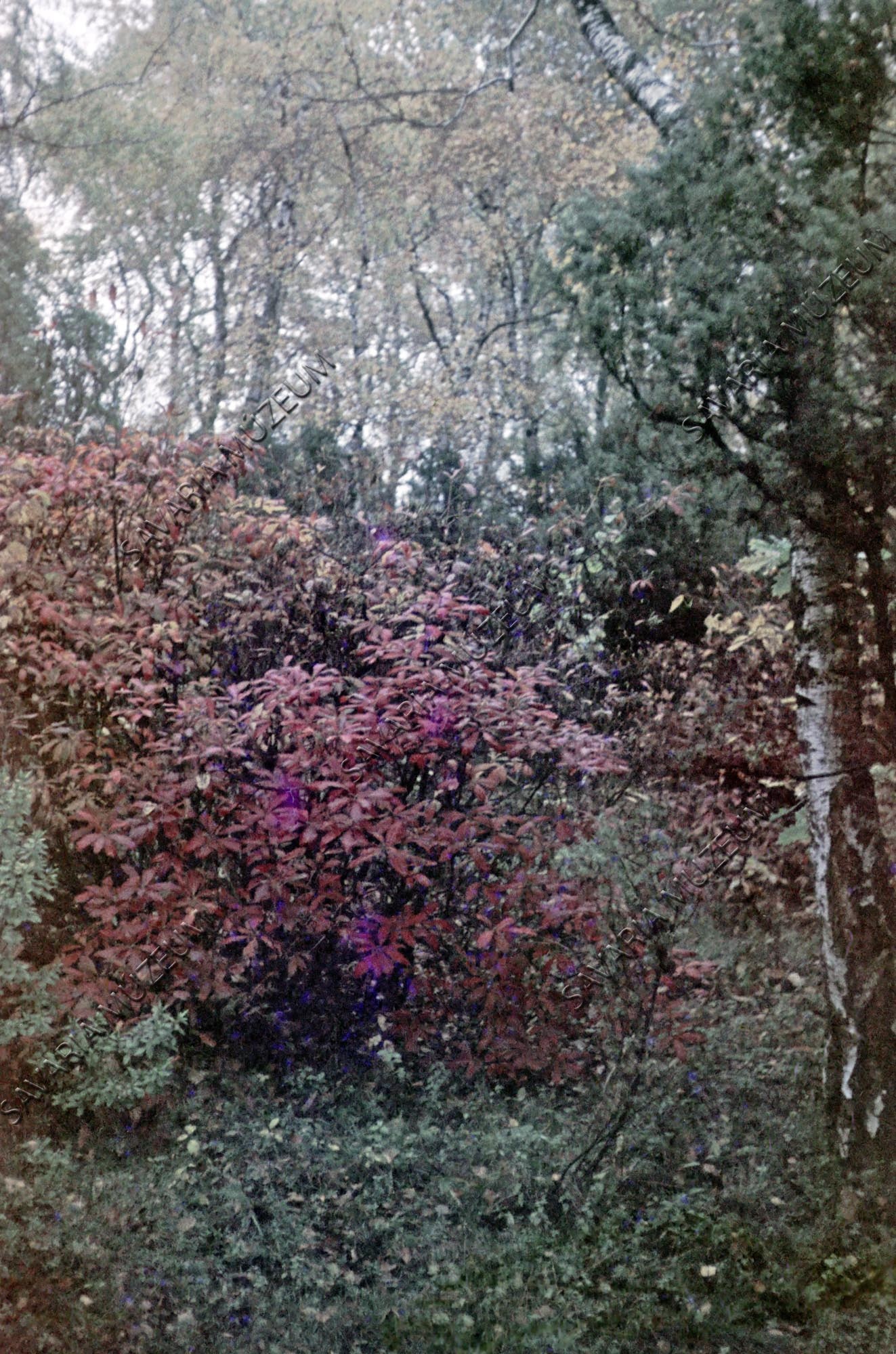 Őszi színek (Savaria Megyei Hatókörű Városi Múzeum, Szombathely CC BY-NC-SA)