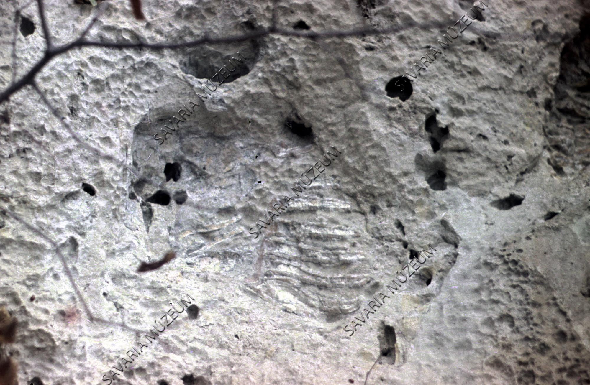 Mamutfog az Ördögsziklában (Savaria Megyei Hatókörű Városi Múzeum, Szombathely CC BY-NC-SA)