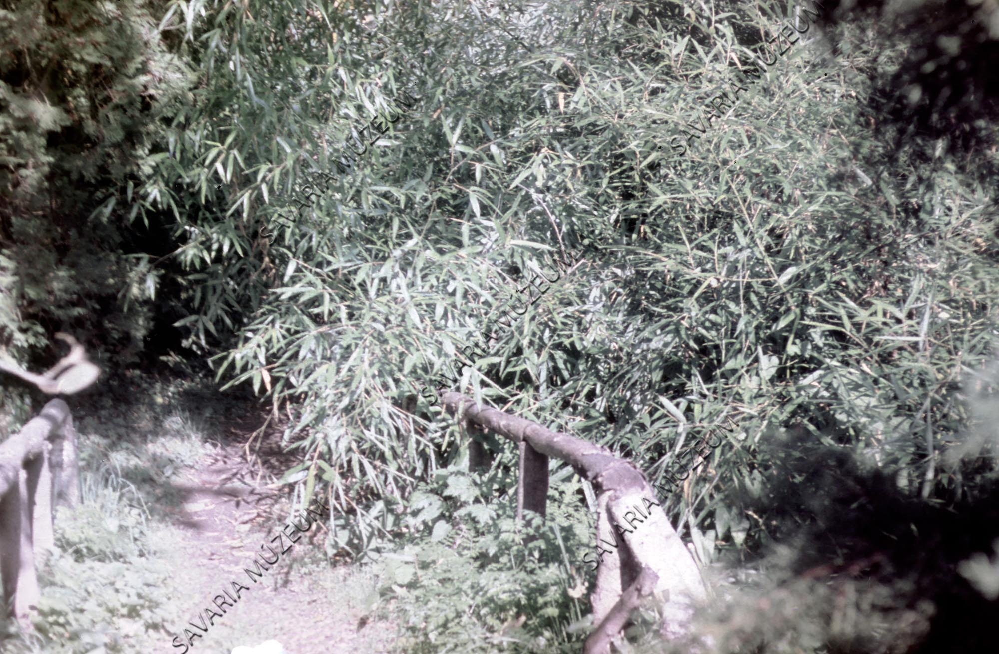 Arborétum részlet, Phyllostachys viridiglaucescens (Savaria Megyei Hatókörű Városi Múzeum, Szombathely CC BY-NC-SA)