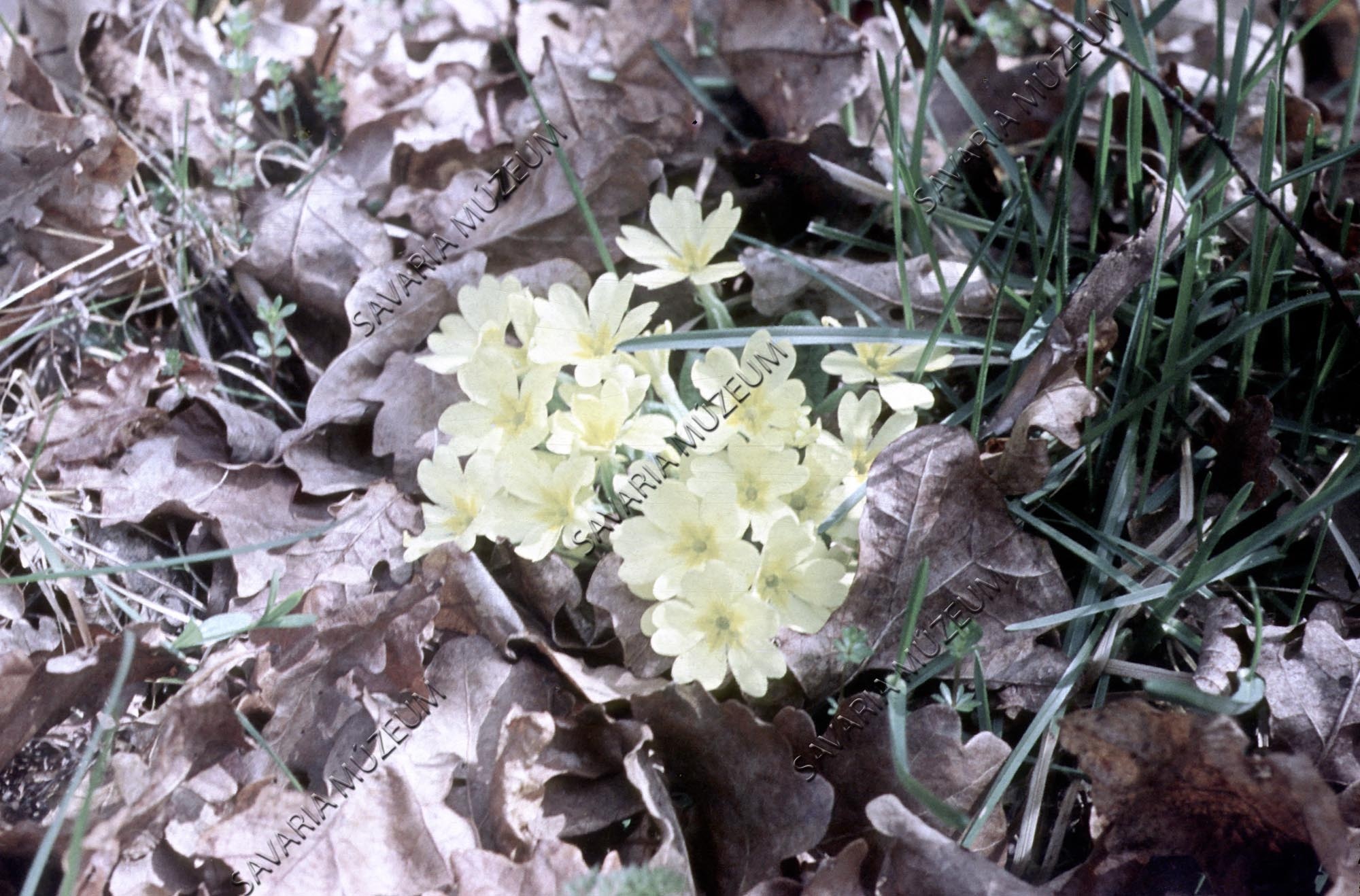 Primula vulgaris (Savaria Megyei Hatókörű Városi Múzeum, Szombathely CC BY-NC-SA)