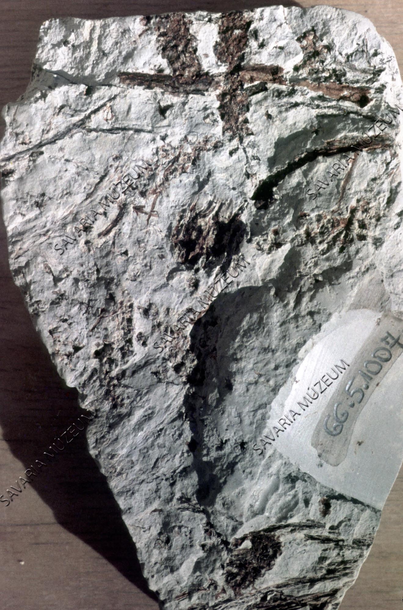 Alnus sp. Dozmatról (Savaria Megyei Hatókörű Városi Múzeum, Szombathely CC BY-NC-SA)