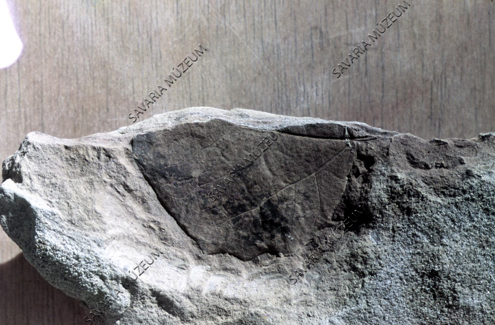 Populus sp. Hosszúperesztegről (Savaria Megyei Hatókörű Városi Múzeum, Szombathely CC BY-NC-SA)