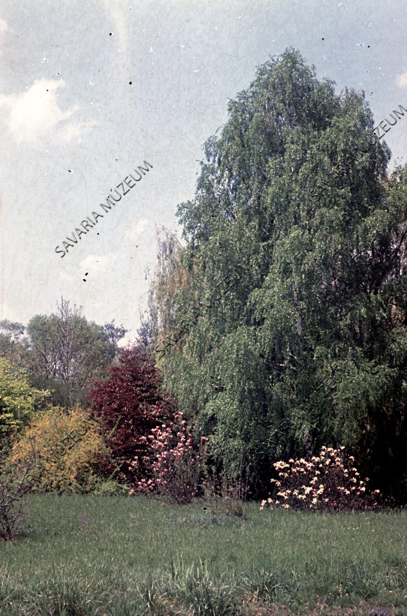 Arborétum részlet Magnolia soulangeanakkal az új tó előtt (Savaria Megyei Hatókörű Városi Múzeum, Szombathely CC BY-NC-SA)