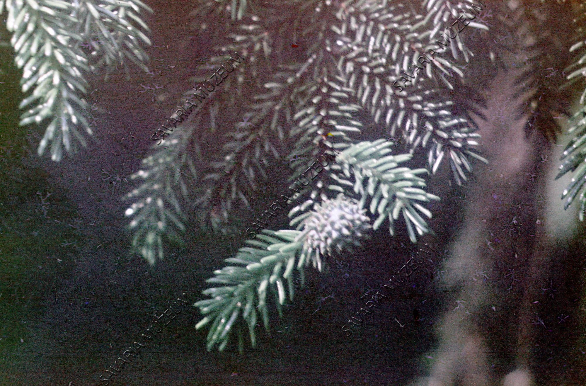 Chermes gubacs Picea orientalison (Savaria Megyei Hatókörű Városi Múzeum, Szombathely CC BY-NC-SA)