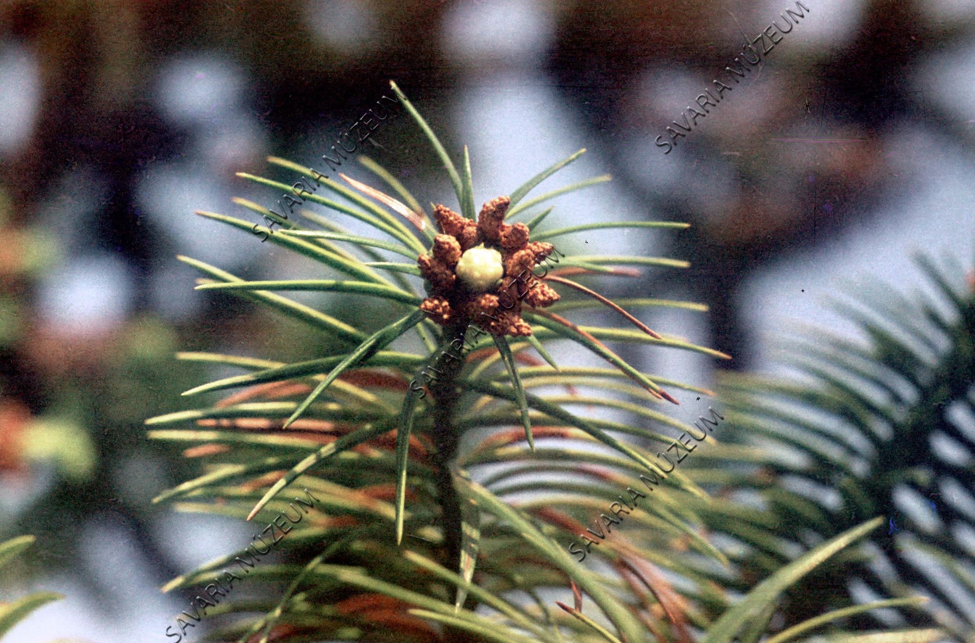 Cunninghamia sinensis (Savaria Megyei Hatókörű Városi Múzeum, Szombathely CC BY-NC-SA)