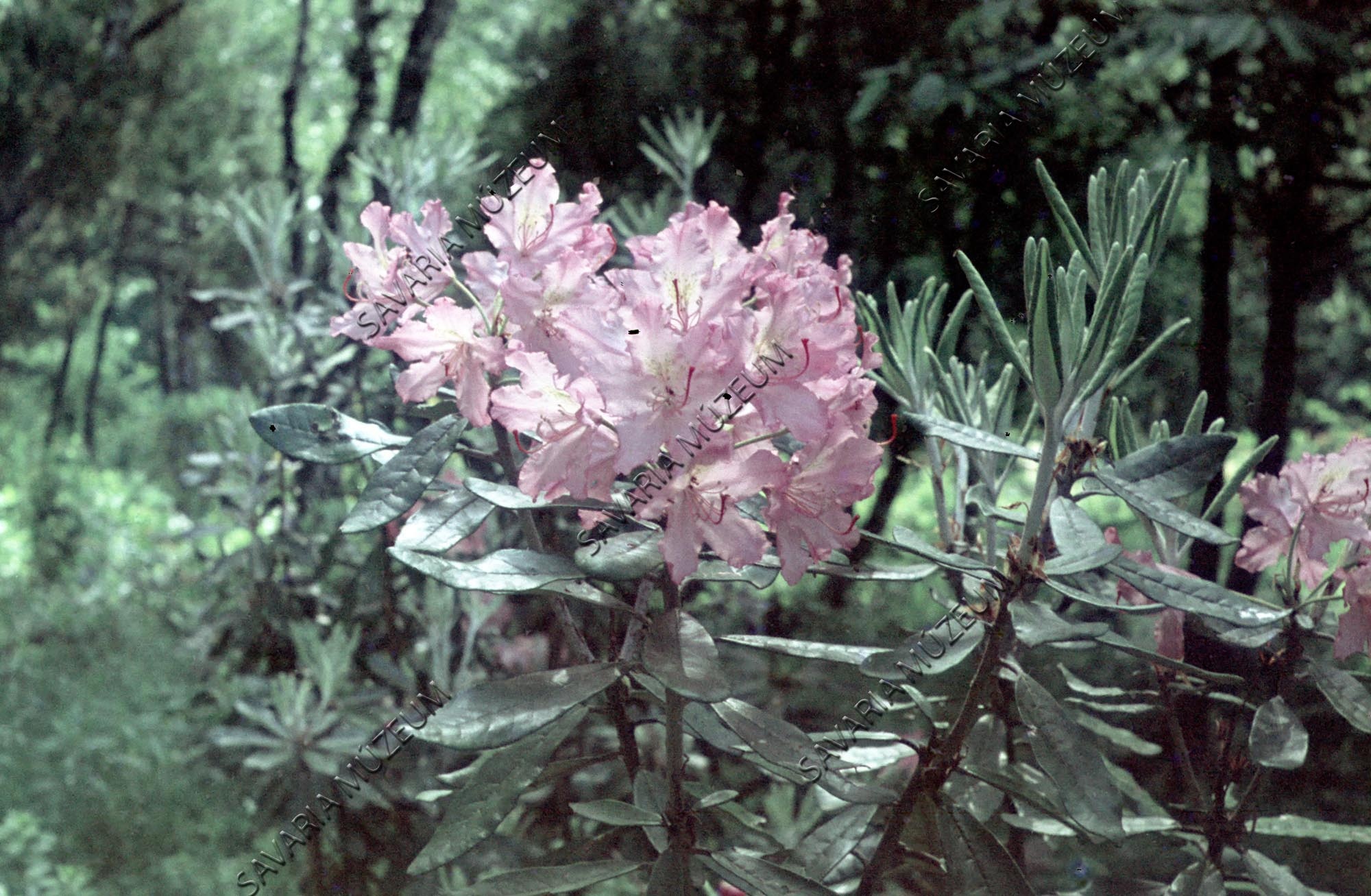 Rhododendron smirnowii (Savaria Megyei Hatókörű Városi Múzeum, Szombathely CC BY-NC-SA)