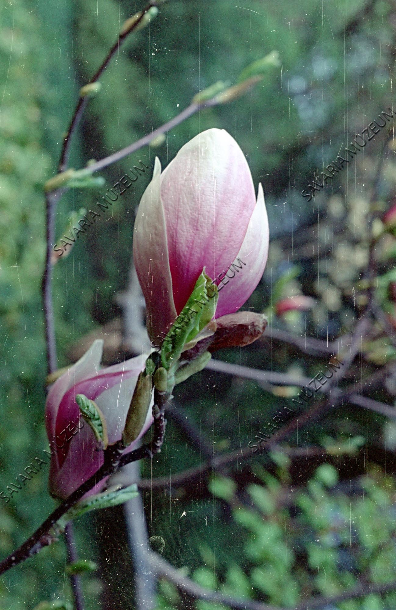 Magnolia soulangeana c. alexandriana (Savaria Megyei Hatókörű Városi Múzeum, Szombathely CC BY-NC-SA)