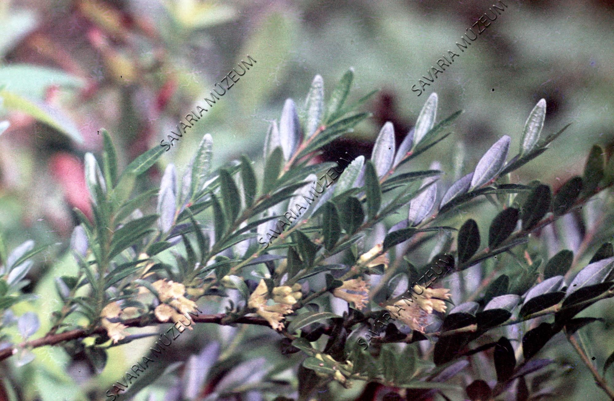 Lonicera nitida (Savaria Megyei Hatókörű Városi Múzeum, Szombathely CC BY-NC-SA)