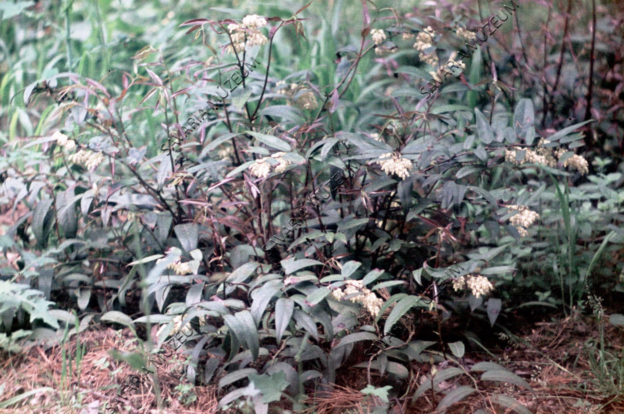 Leucothoe catesbaei (Savaria Megyei Hatókörű Városi Múzeum, Szombathely CC BY-NC-SA)