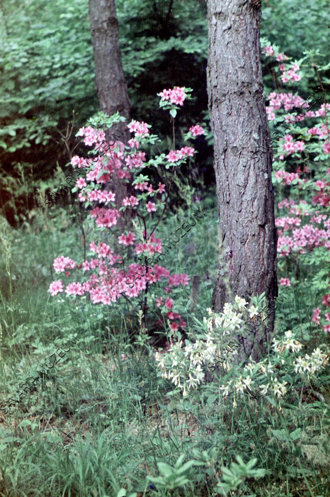 Rhododendron obtusum kämpferi (Savaria Megyei Hatókörű Városi Múzeum, Szombathely CC BY-NC-SA)