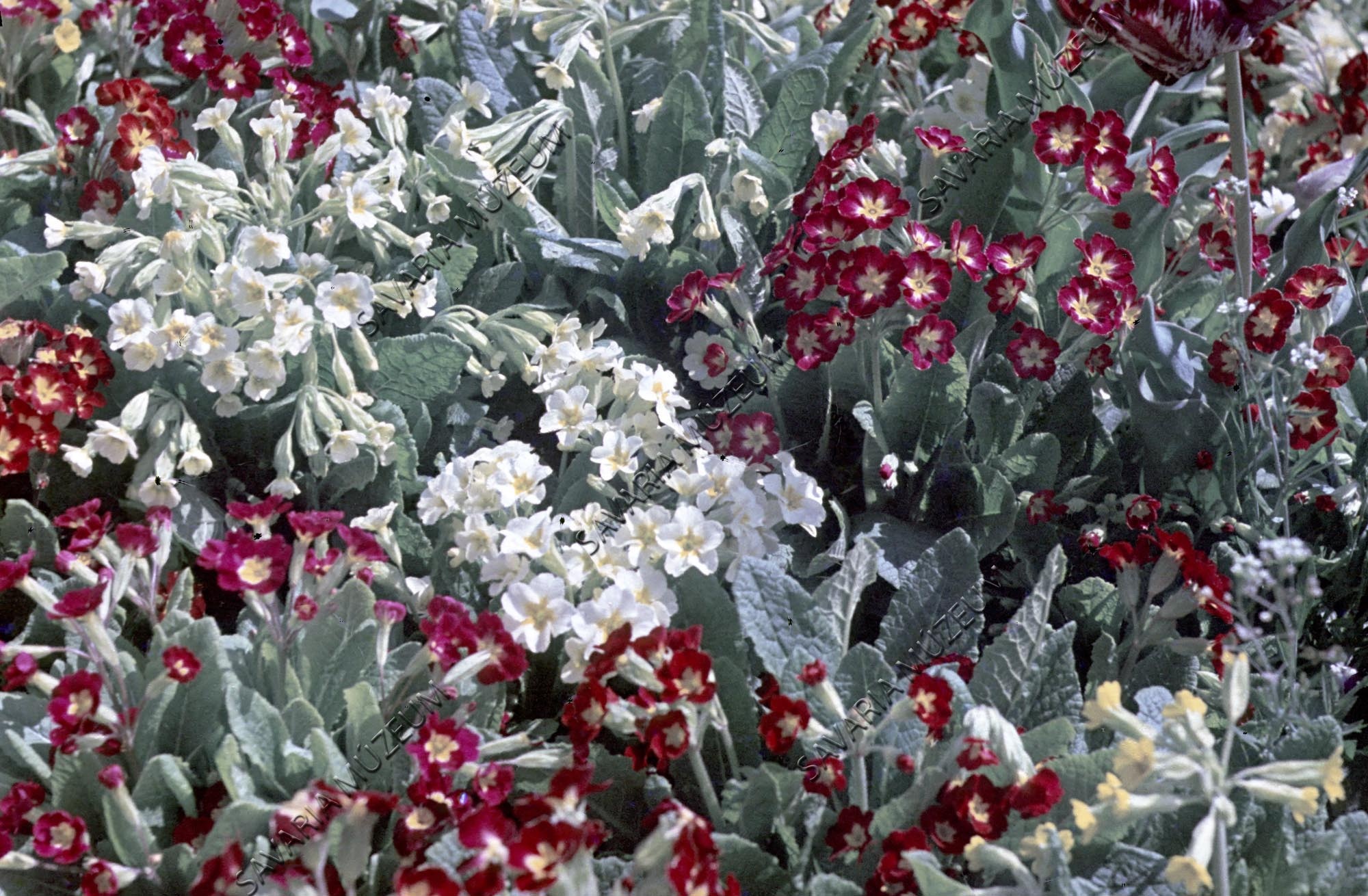 Primulák (Savaria Megyei Hatókörű Városi Múzeum, Szombathely CC BY-NC-SA)