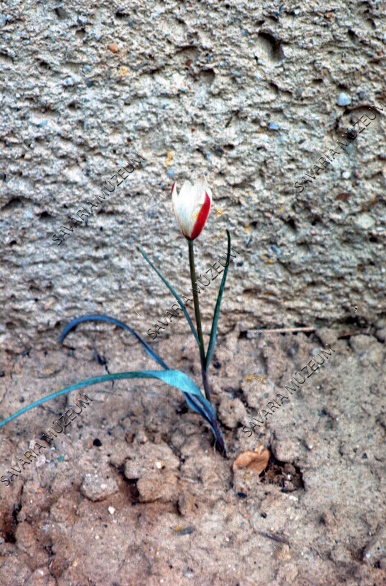 Tulipa clusiana (Savaria Megyei Hatókörű Városi Múzeum, Szombathely CC BY-NC-SA)