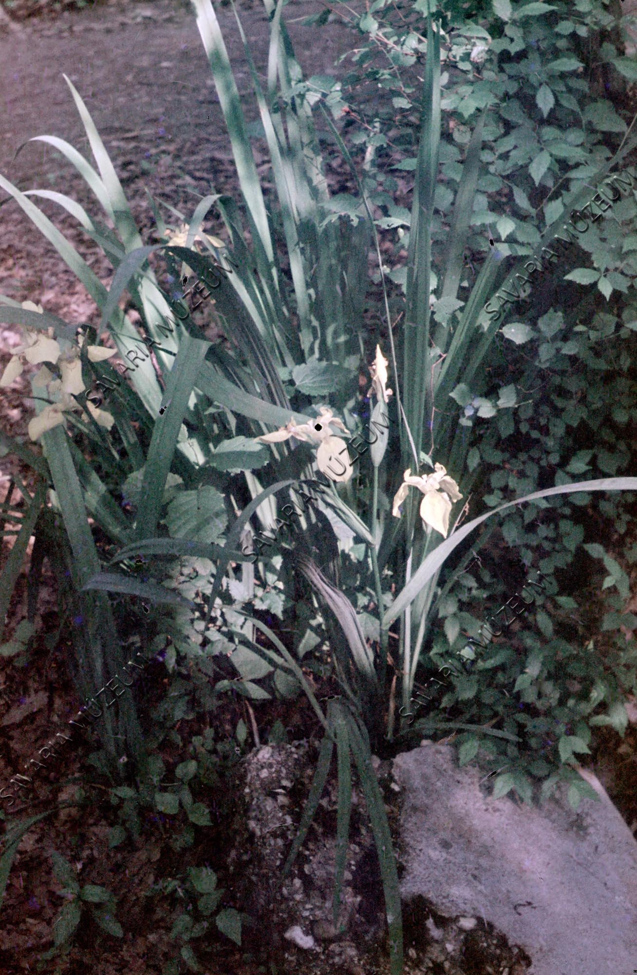 Iris pseudoacorus (Savaria Megyei Hatókörű Városi Múzeum, Szombathely CC BY-NC-SA)
