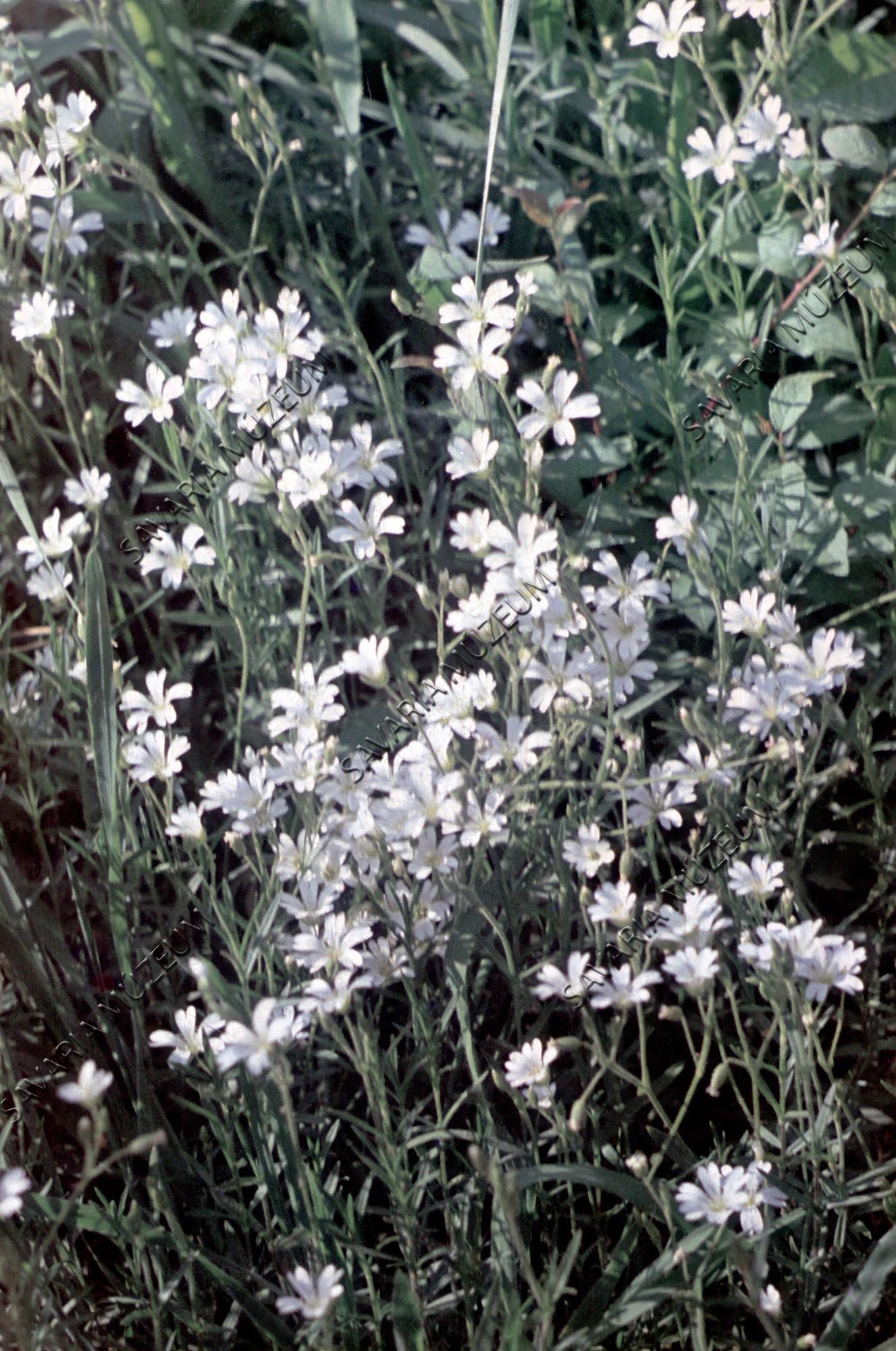Stellaria holostea (Savaria Megyei Hatókörű Városi Múzeum, Szombathely CC BY-NC-SA)