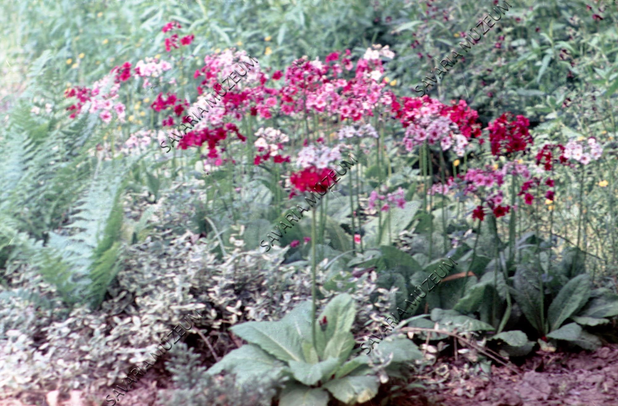 Primula japonica csoport (Savaria Megyei Hatókörű Városi Múzeum, Szombathely CC BY-NC-SA)