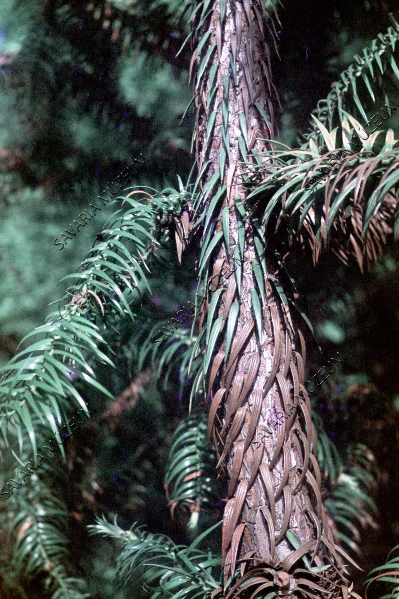 Cunninghamia sinensis törzse (Savaria Megyei Hatókörű Városi Múzeum, Szombathely CC BY-NC-SA)