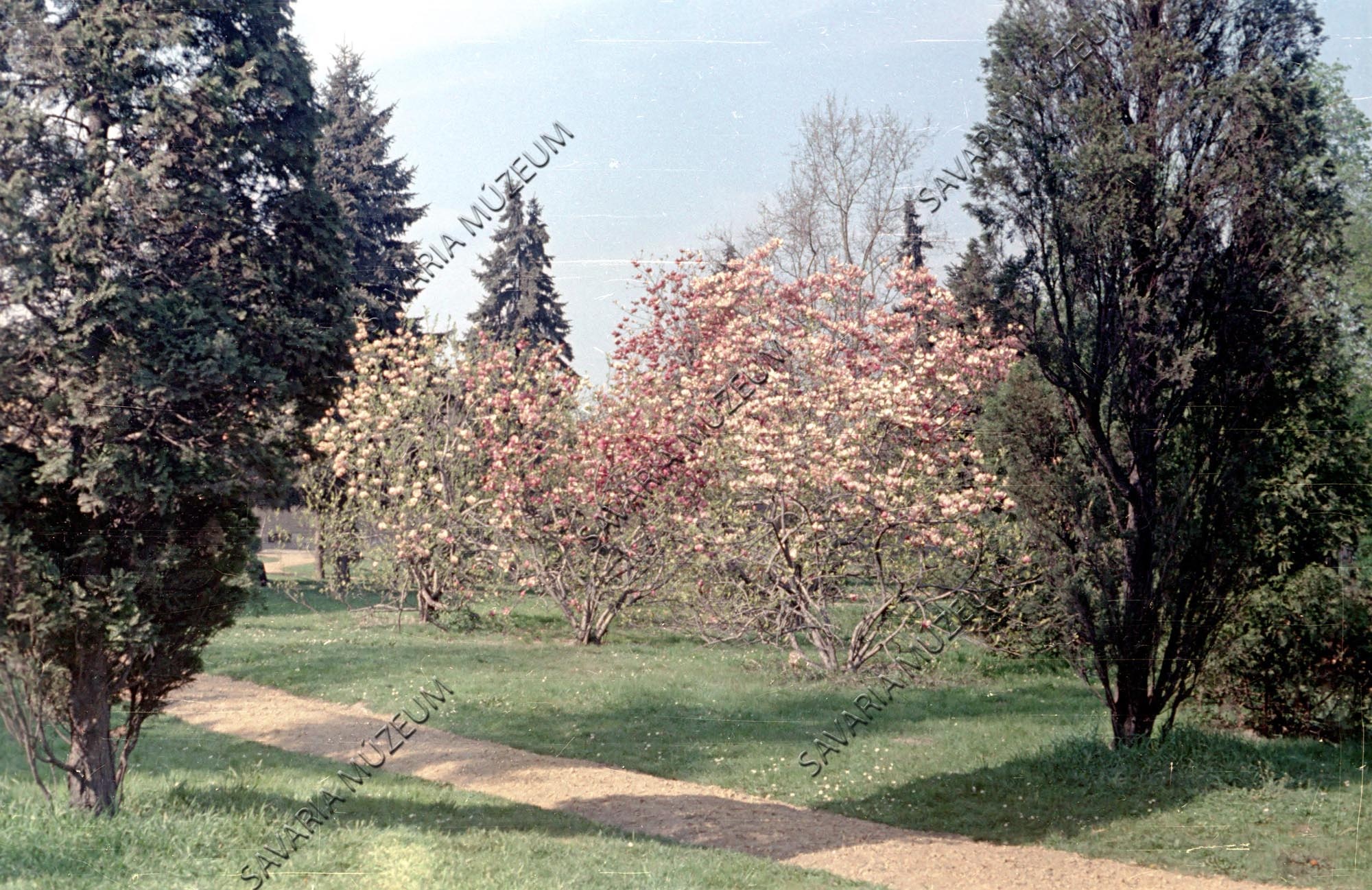 Gáyer-park Magnoliákkal (Savaria Megyei Hatókörű Városi Múzeum, Szombathely CC BY-NC-SA)