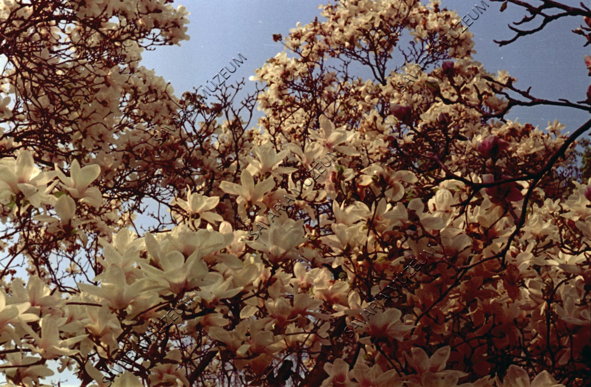 Magnolia kobus (Savaria Megyei Hatókörű Városi Múzeum, Szombathely CC BY-NC-SA)