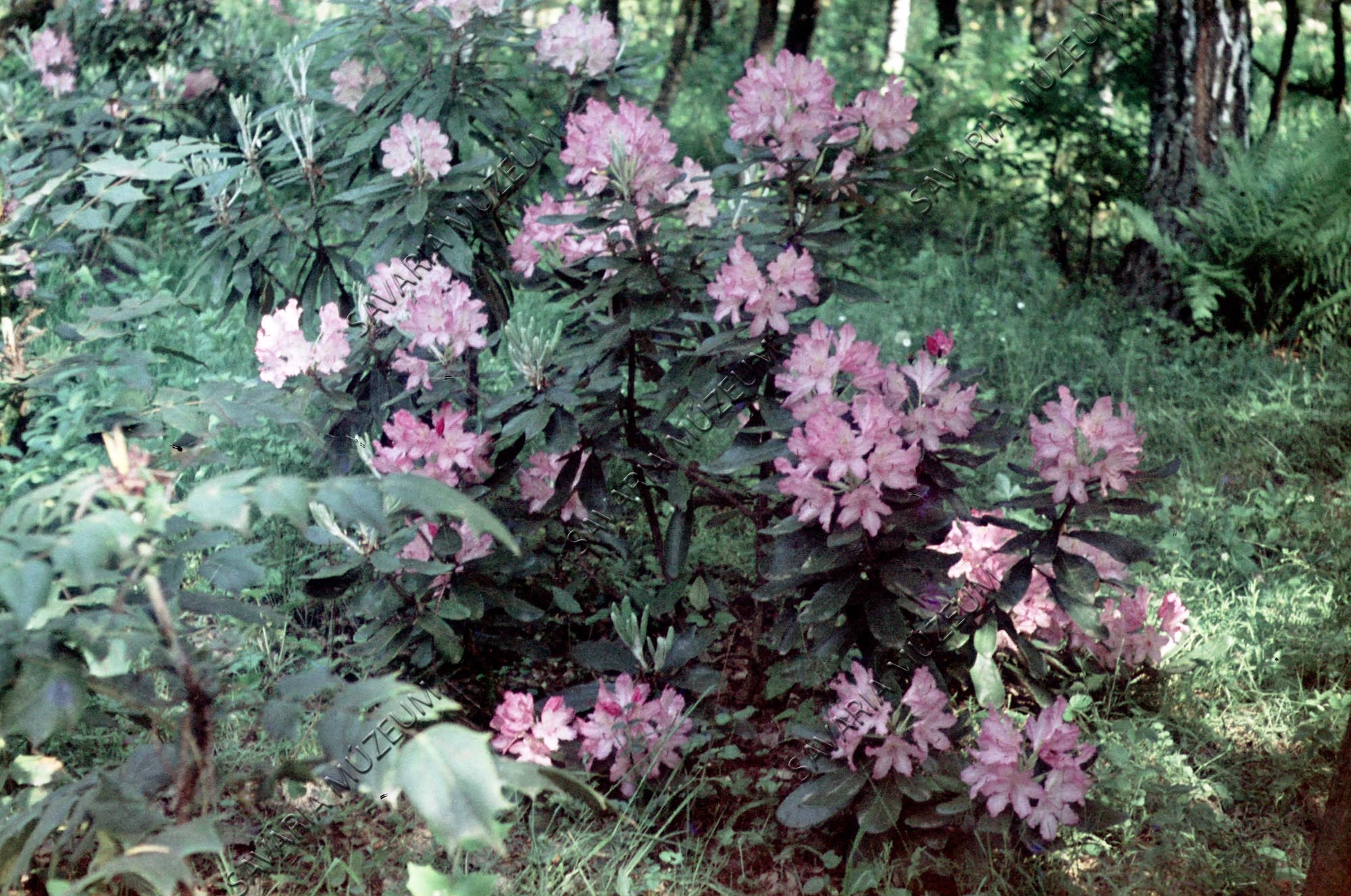Rhododendron smirnowii (Savaria Megyei Hatókörű Városi Múzeum, Szombathely CC BY-NC-SA)