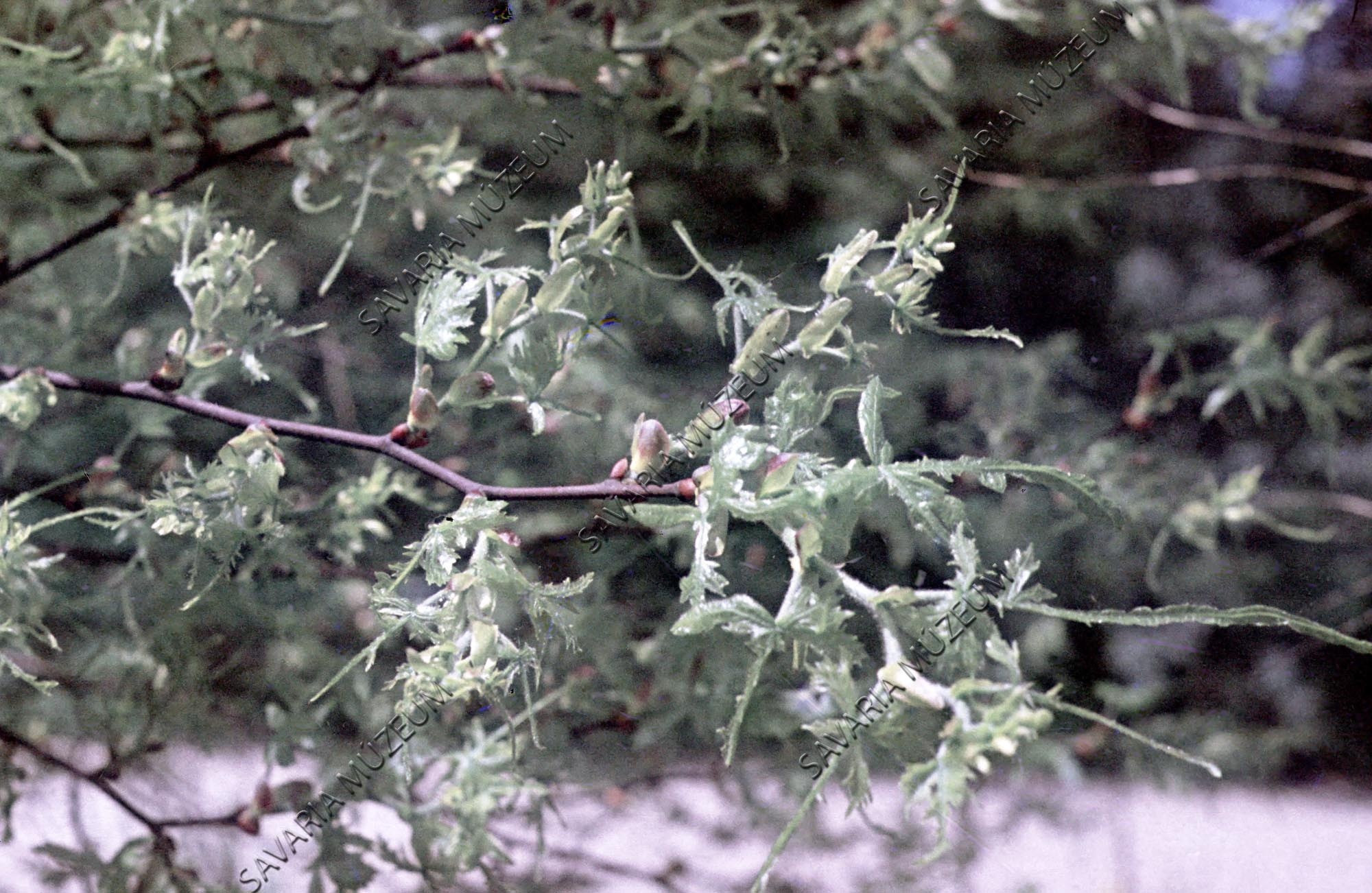 Tilia platyphyllos `Laciniata` (Savaria Megyei Hatókörű Városi Múzeum, Szombathely CC BY-NC-SA)