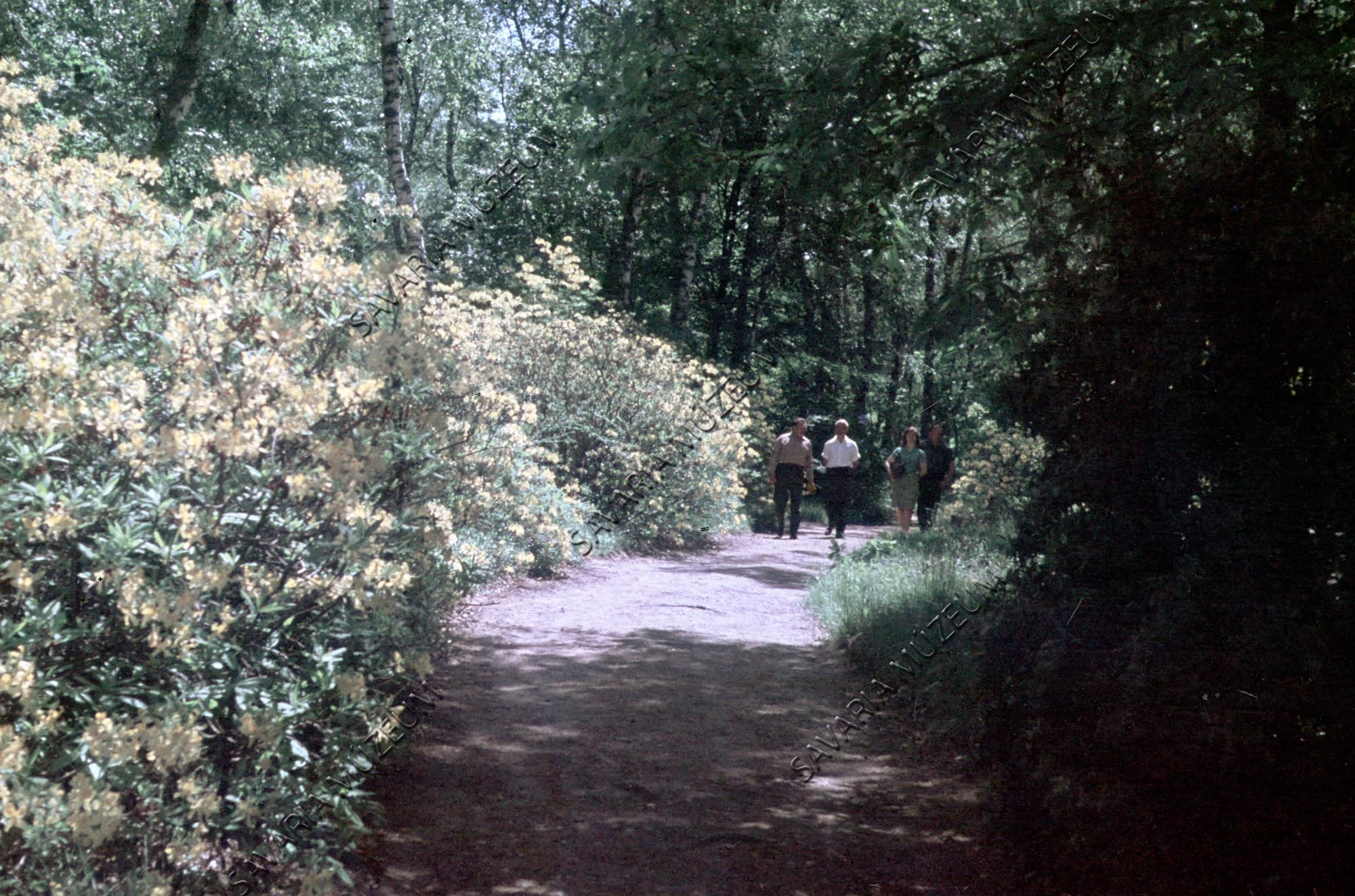 Arborétum részlet a fő úton (Savaria Megyei Hatókörű Városi Múzeum, Szombathely CC BY-NC-SA)