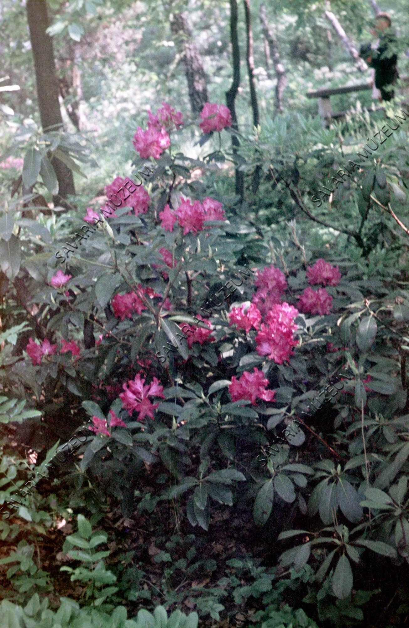 Rhododendron sp. (Savaria Megyei Hatókörű Városi Múzeum, Szombathely CC BY-NC-SA)