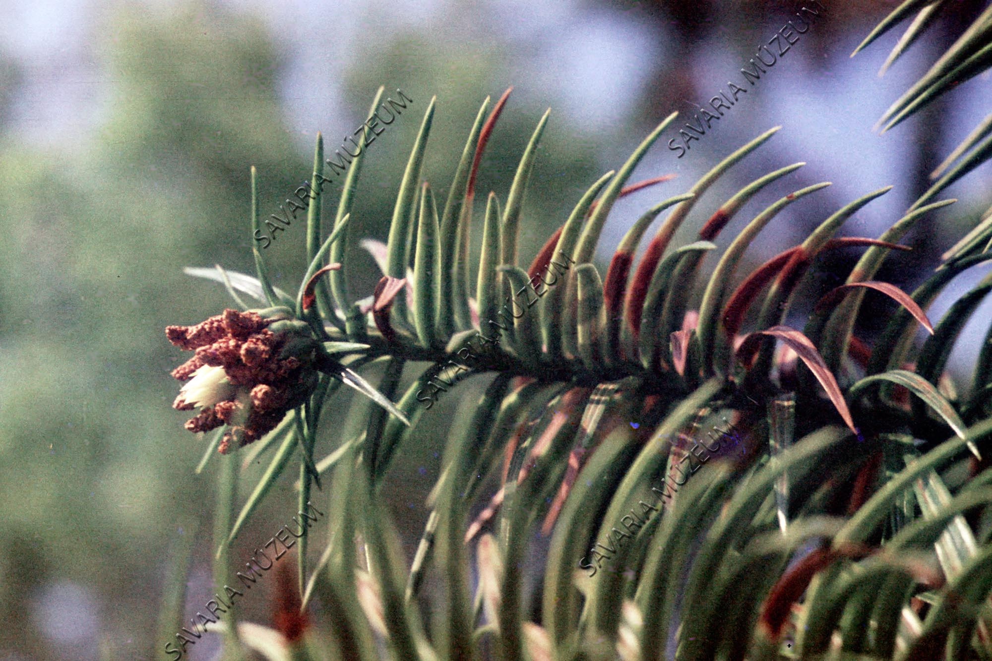Cunninghamia sinensis (Savaria Megyei Hatókörű Városi Múzeum, Szombathely CC BY-NC-SA)