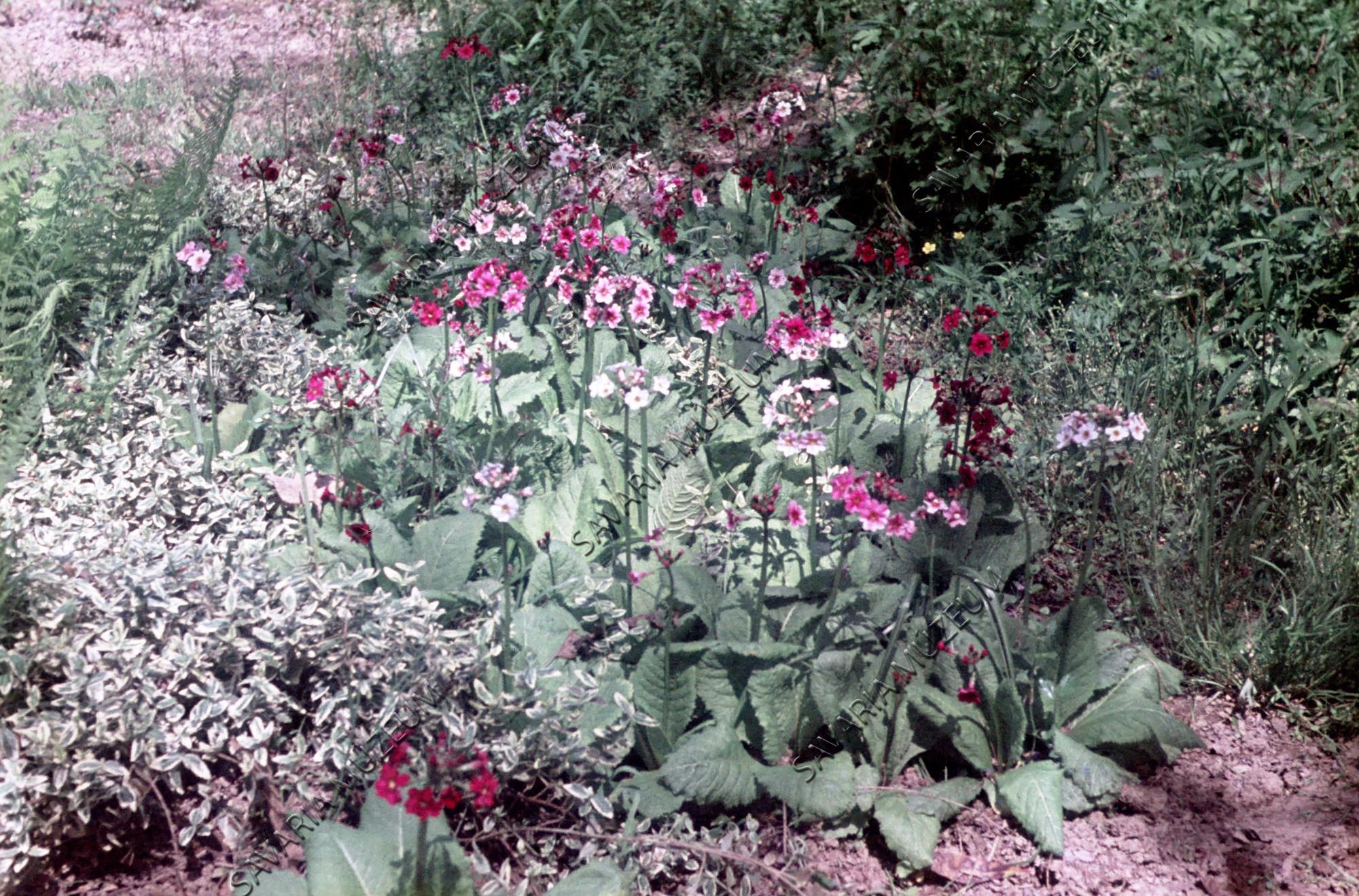 Primula japonica csoport (Savaria Megyei Hatókörű Városi Múzeum, Szombathely CC BY-NC-SA)