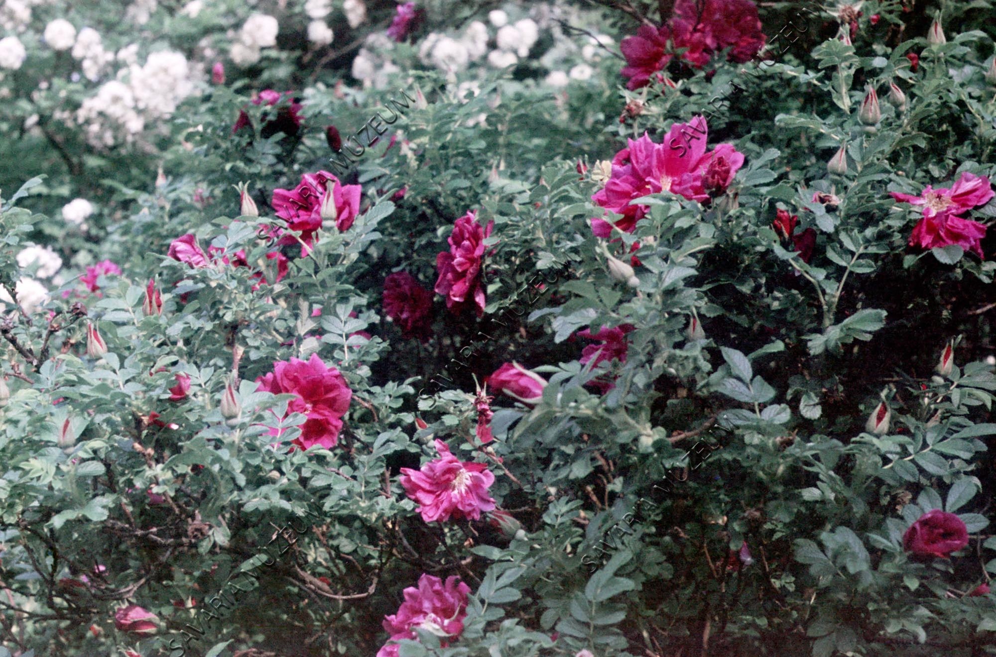 Rosa rugosa (Savaria Megyei Hatókörű Városi Múzeum, Szombathely CC BY-NC-SA)