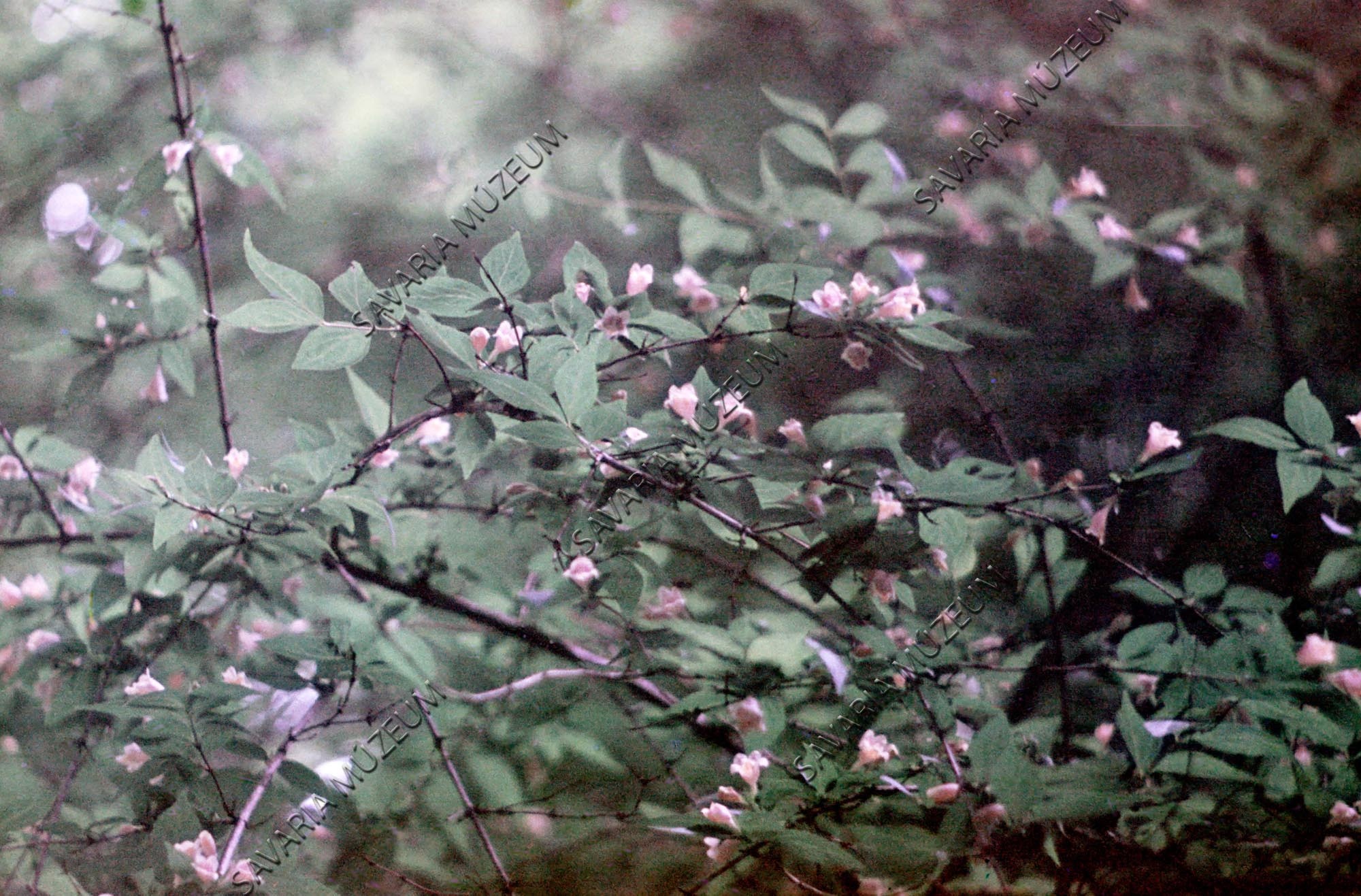 Abelia graebneriana (Savaria Megyei Hatókörű Városi Múzeum, Szombathely CC BY-NC-SA)