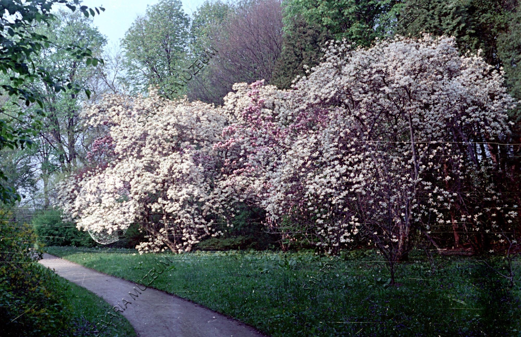 Magnolia csoport (Savaria Megyei Hatókörű Városi Múzeum, Szombathely CC BY-NC-SA)