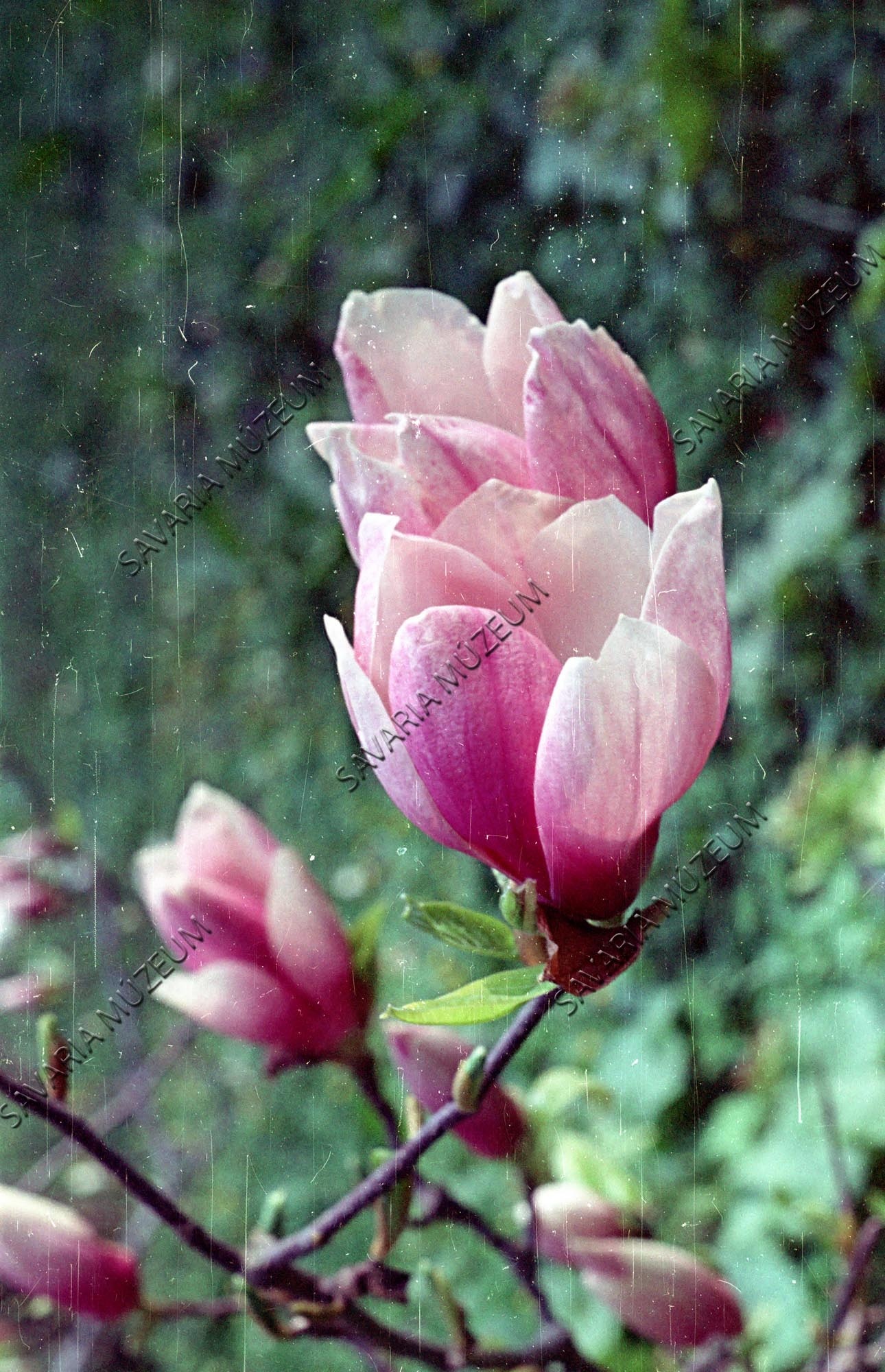 Magnolia soulangeana c. alexandriana (Savaria Megyei Hatókörű Városi Múzeum, Szombathely CC BY-NC-SA)